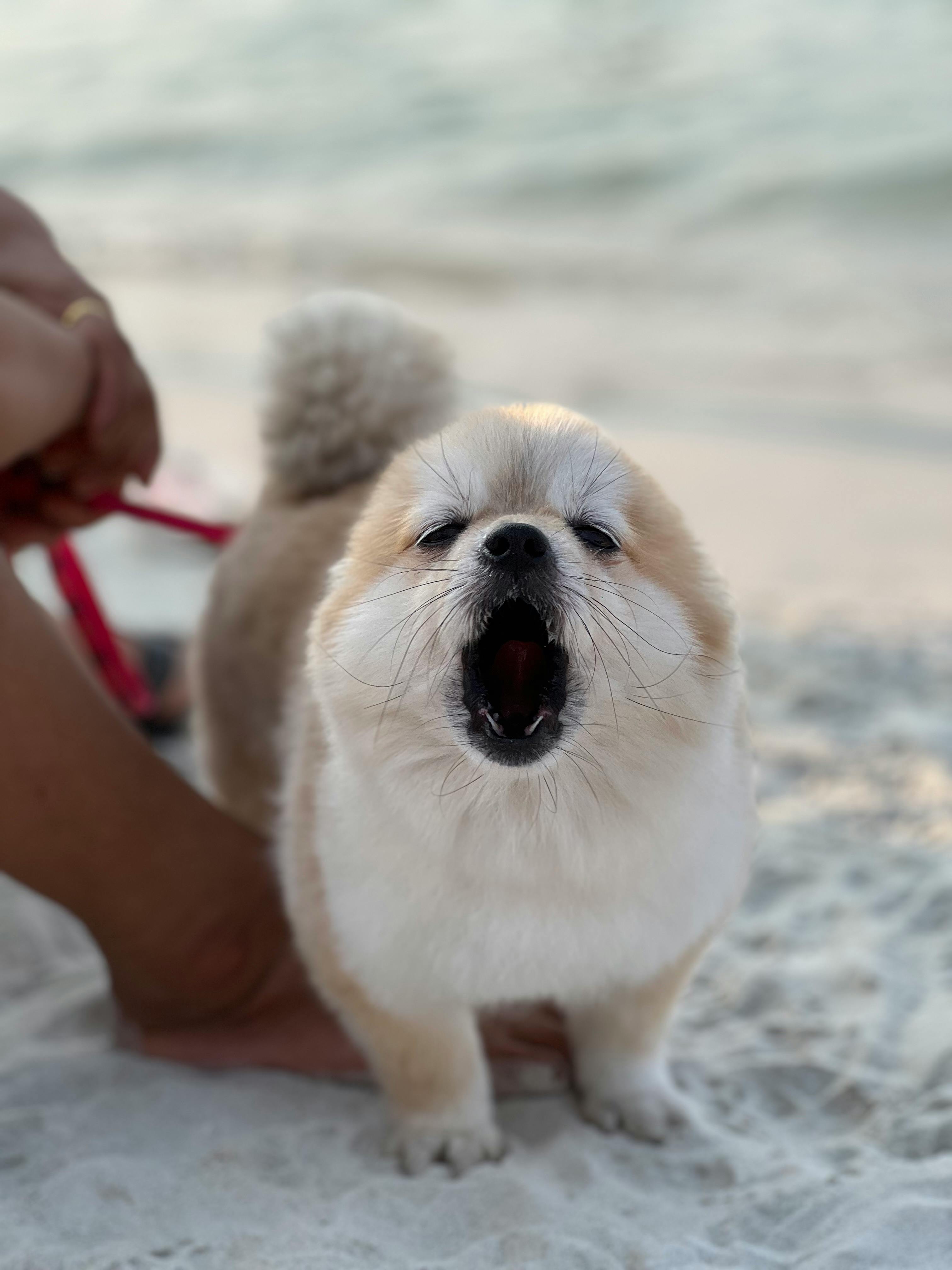 Barking Dog Photo, Download The BEST