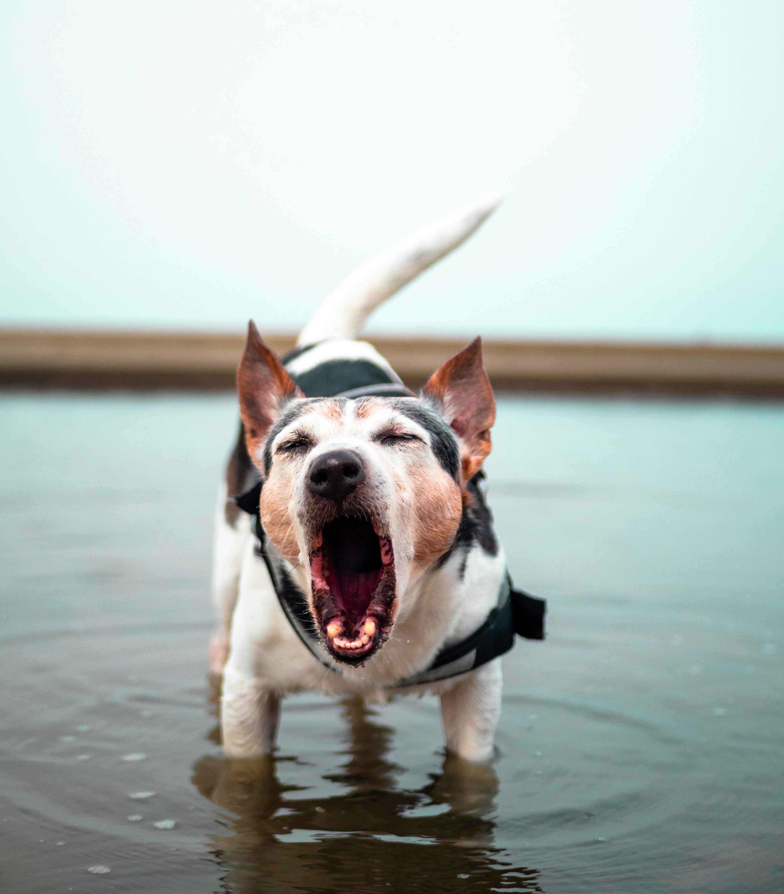 Dog Barking Picture. Download