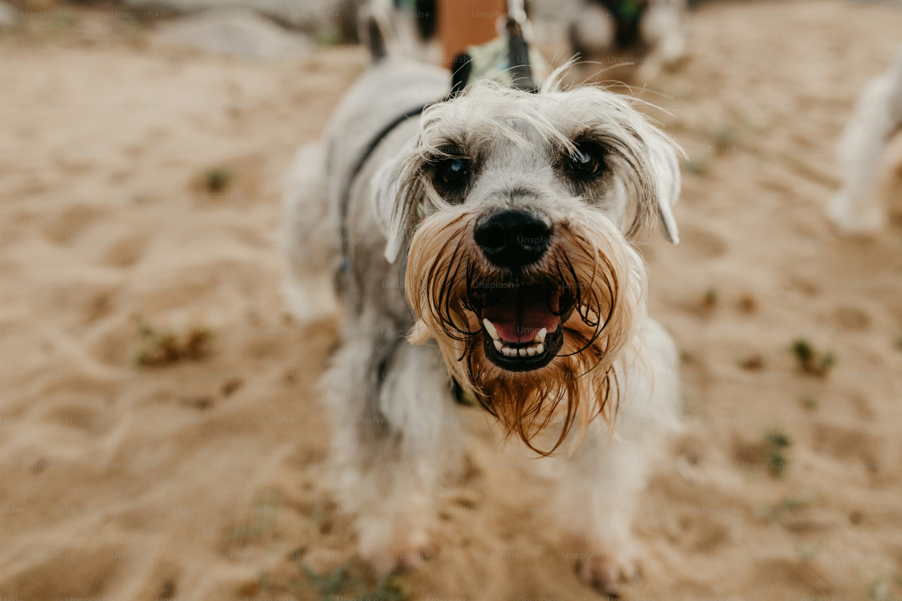 Dog Barking Picture. Download