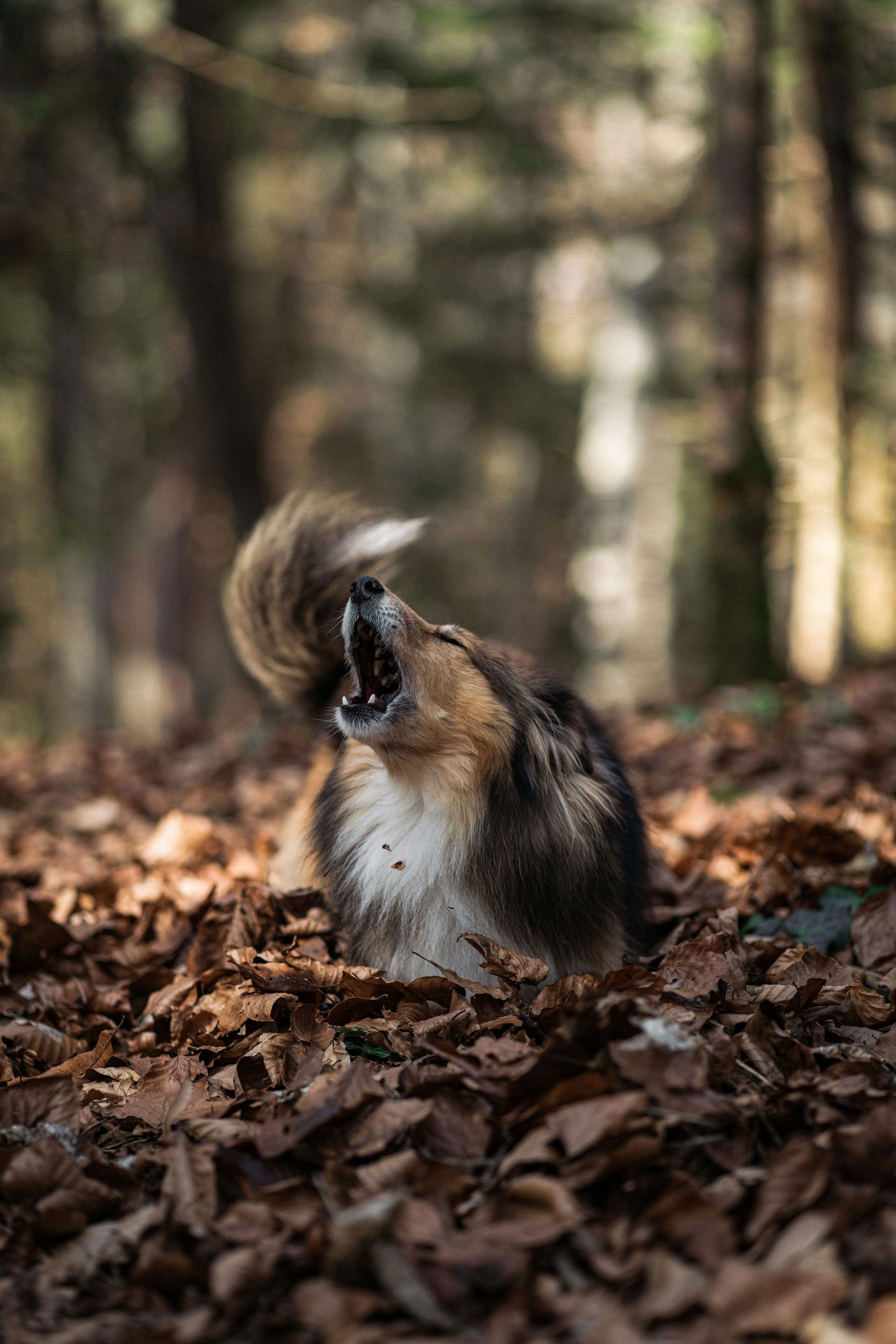 Barking Dog Picture. Download Free