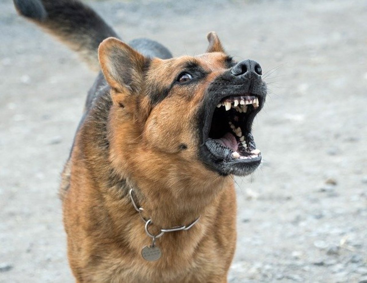 Which Dog Breeds Bark the Loudest