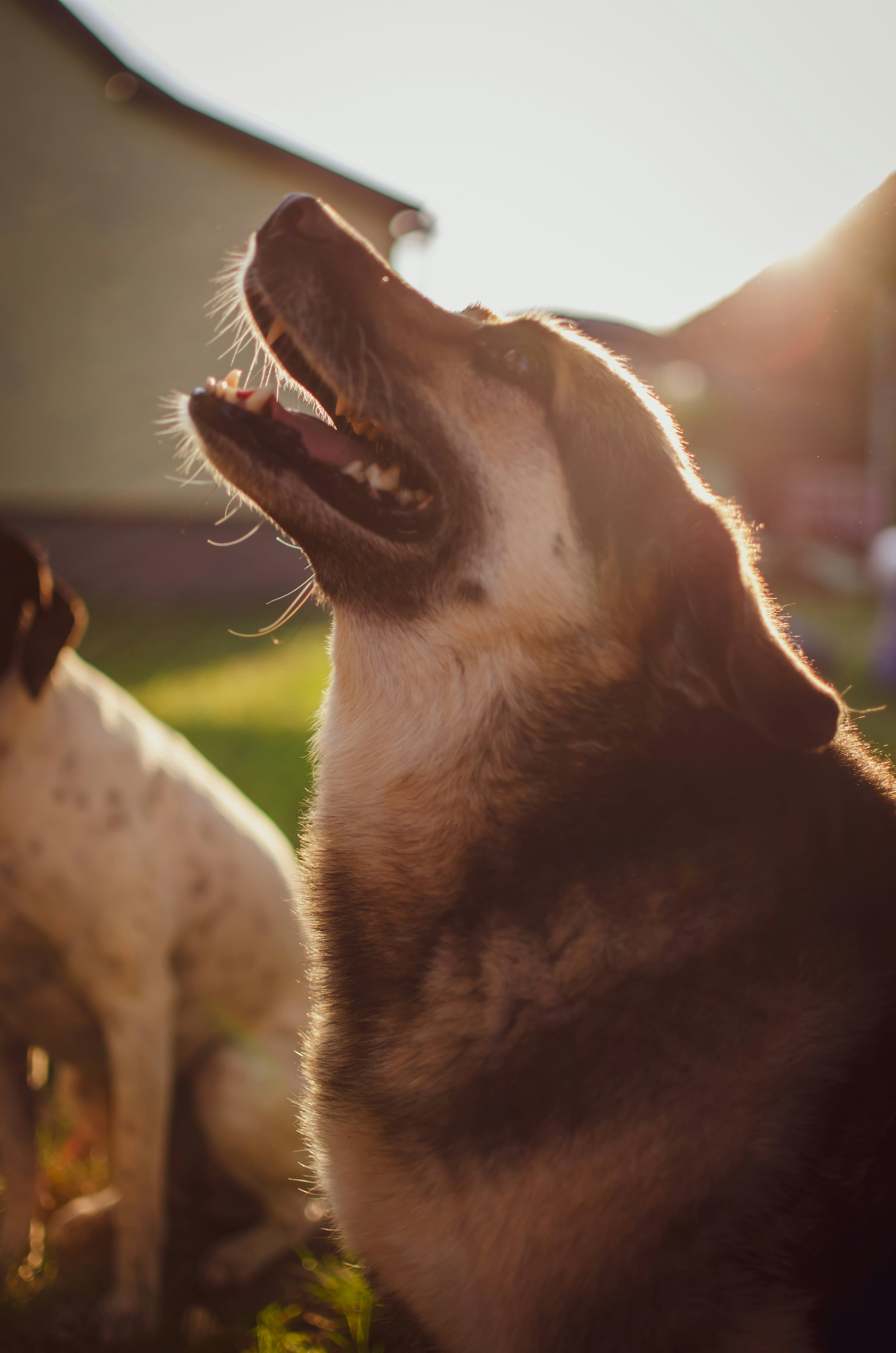 Dog barking photo