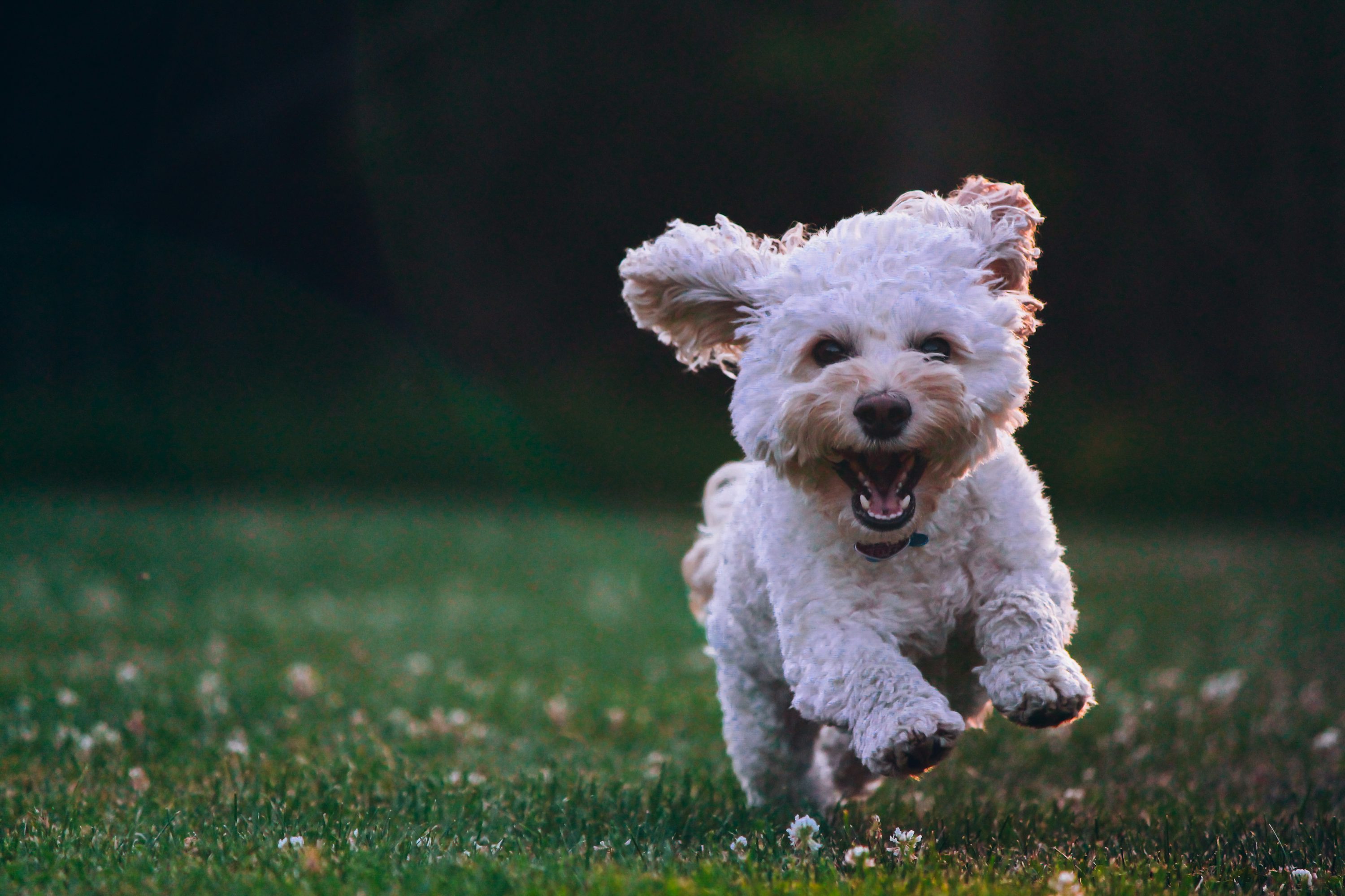 Dog Barking Picture. Download