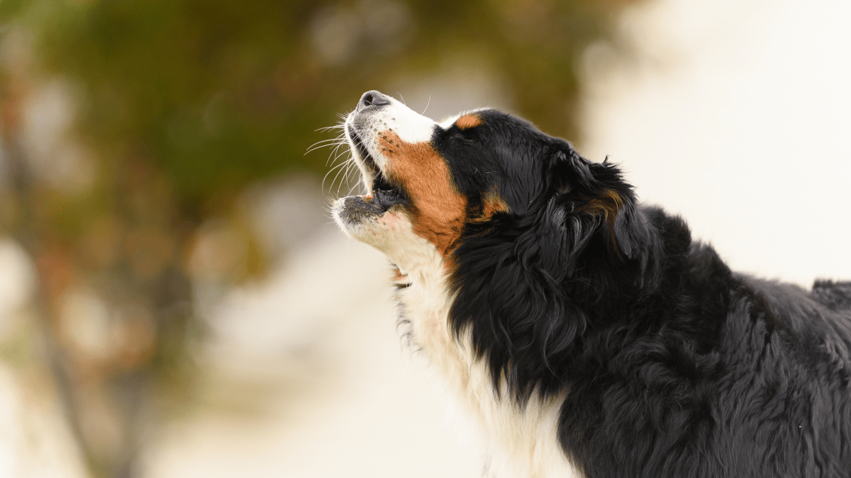 How Dogs Bark In Other Languages