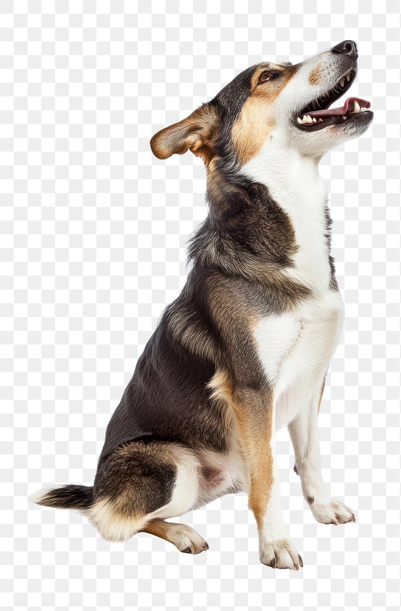 Dog Barking Image. Free Photo, PNG