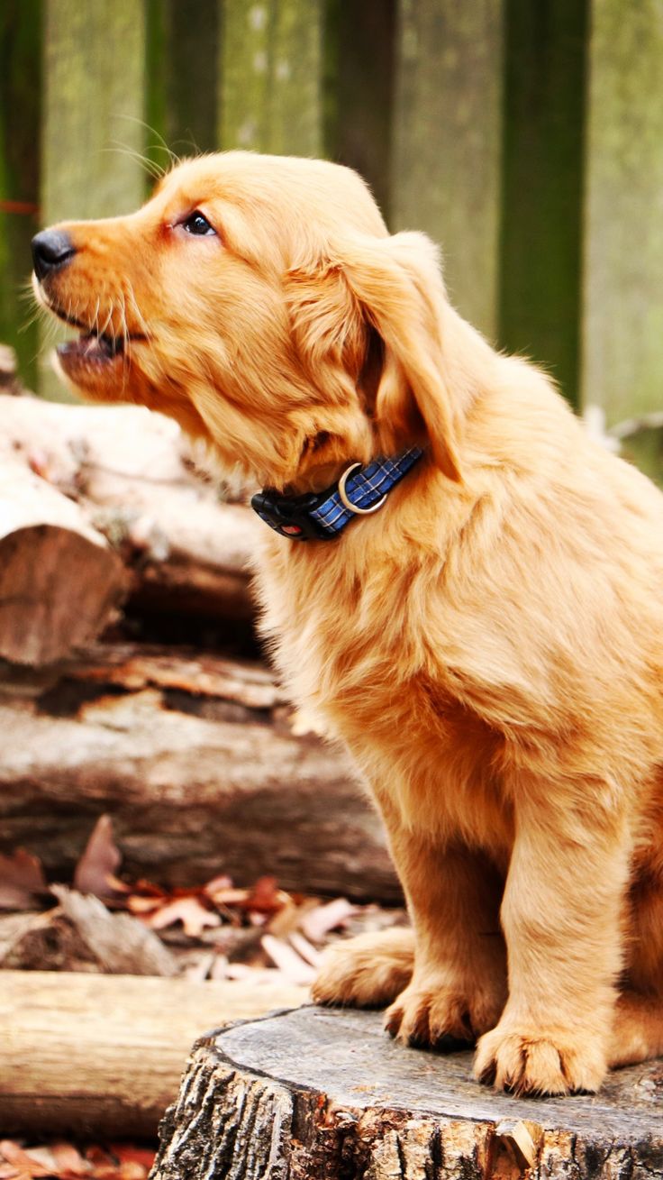 Golden retriever, dog, puppy, barking