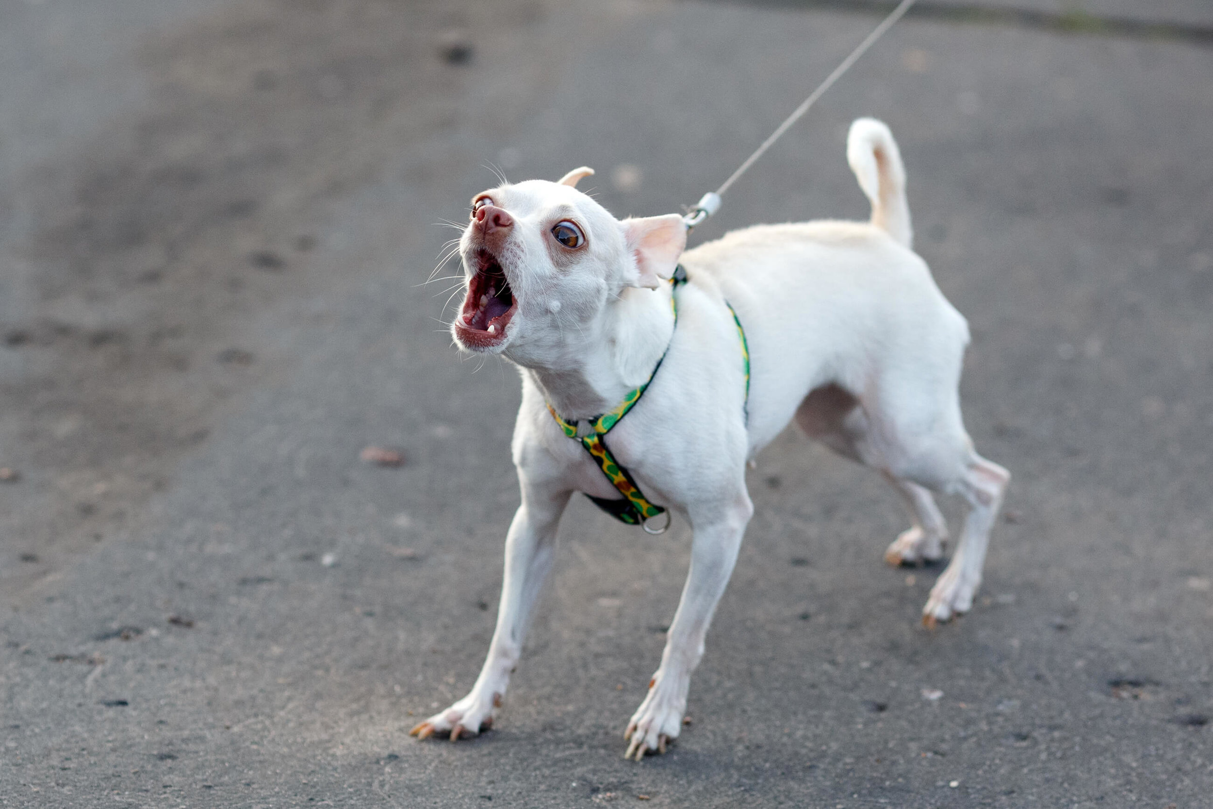 Dog Training for Dogs Who Bark Too Much