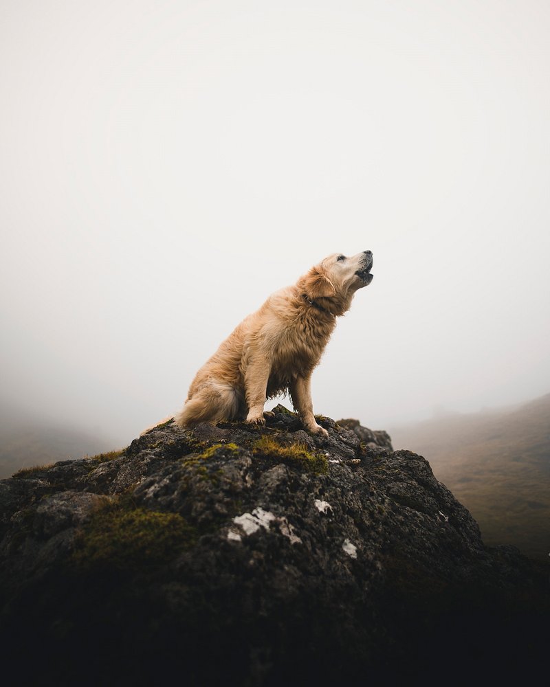 Dog Barking Image. Free Photo, PNG