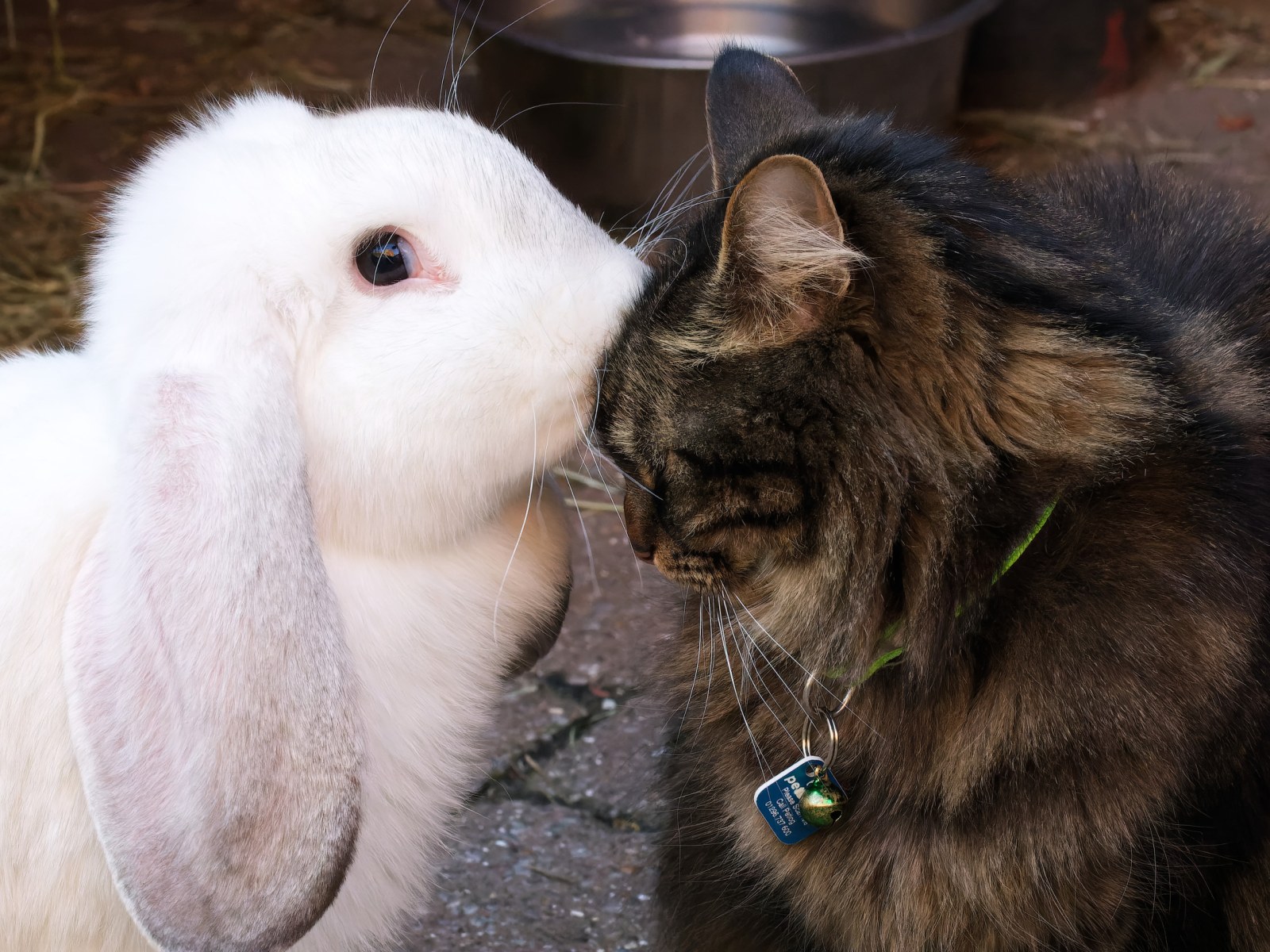 Kitten Wonders What Pet Bunny Is Eating