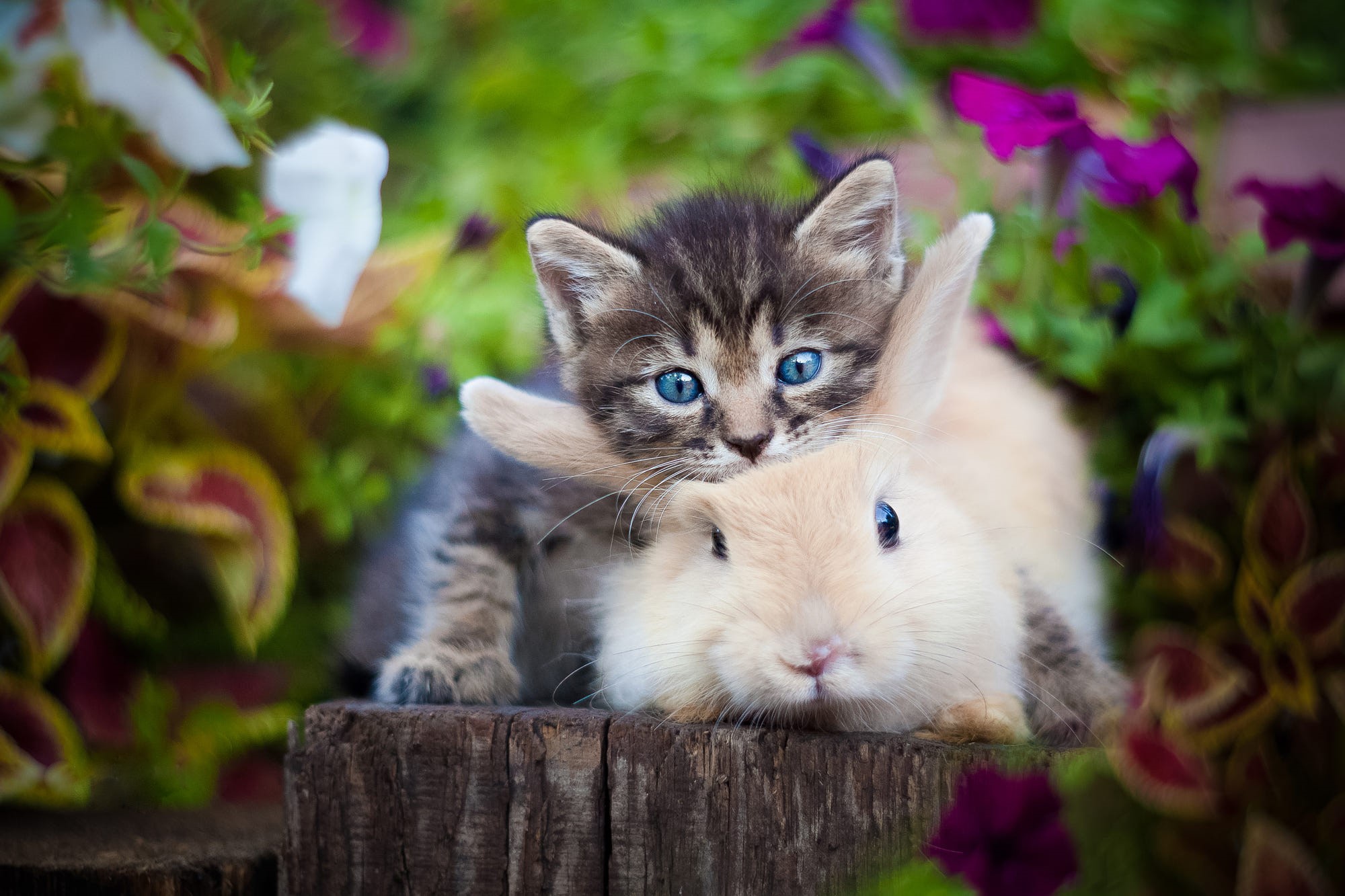 Wallpaper kitty, plants, rabbit