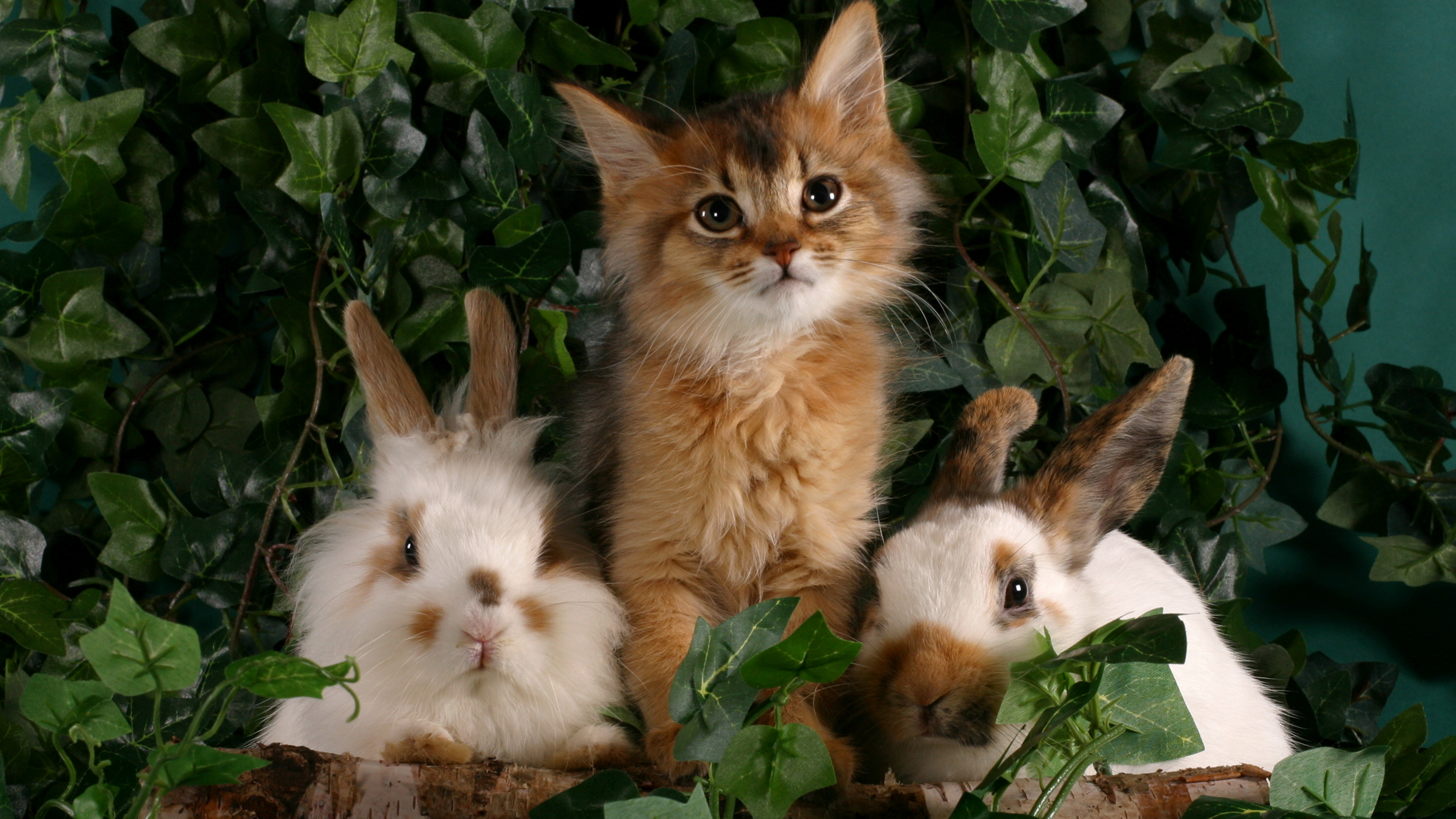 Photos Kittens Cats rabbit Three 3