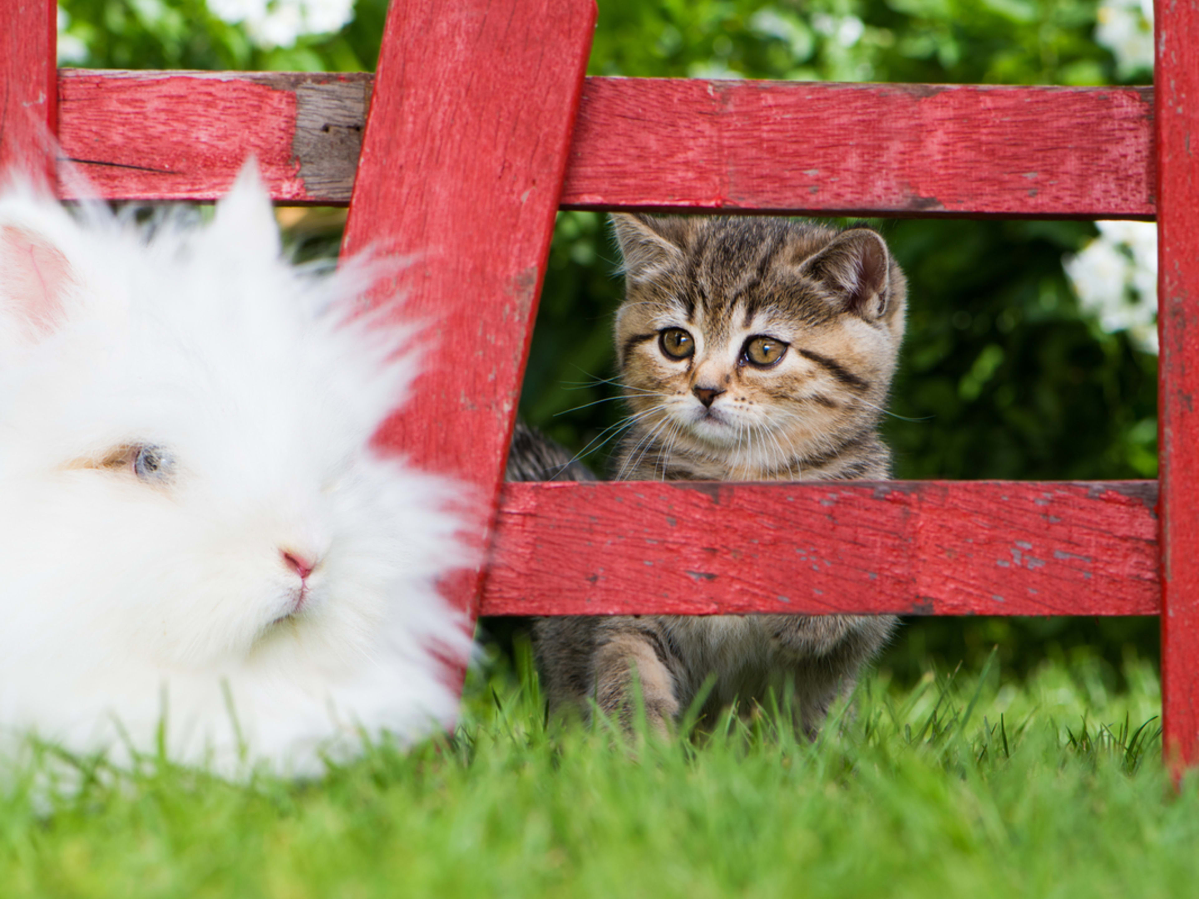 Pure Confusion Over New Bunny Sibling