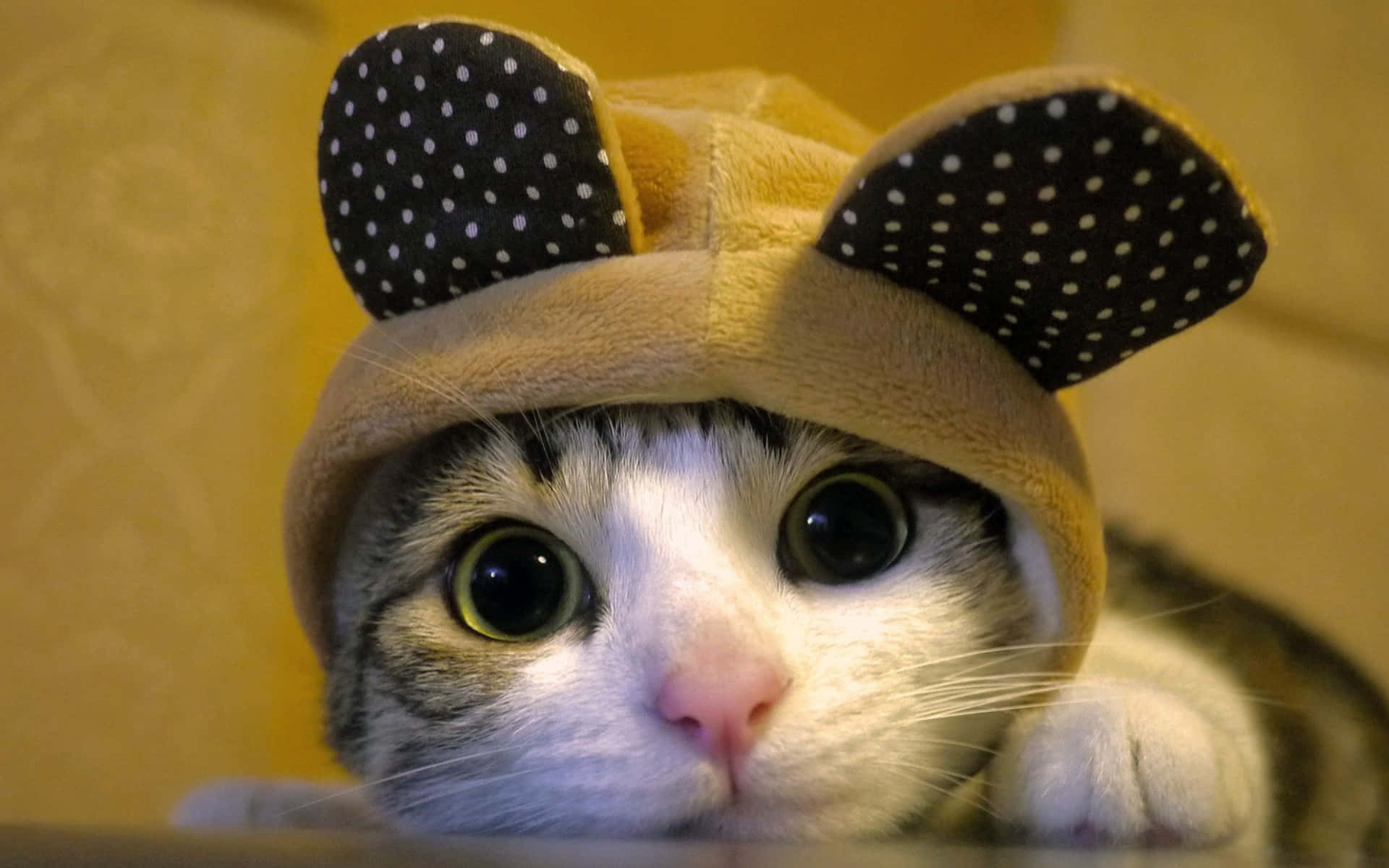 Cute Weird Cat Bunny Ears Picture