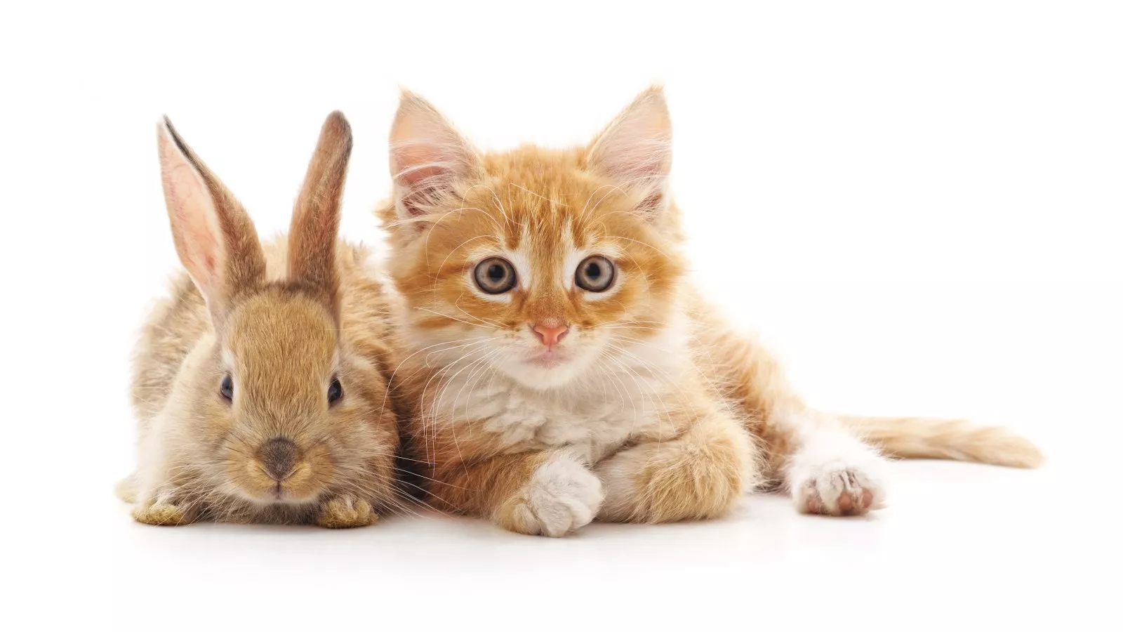 Irritated Cat Rides Around on Bunny