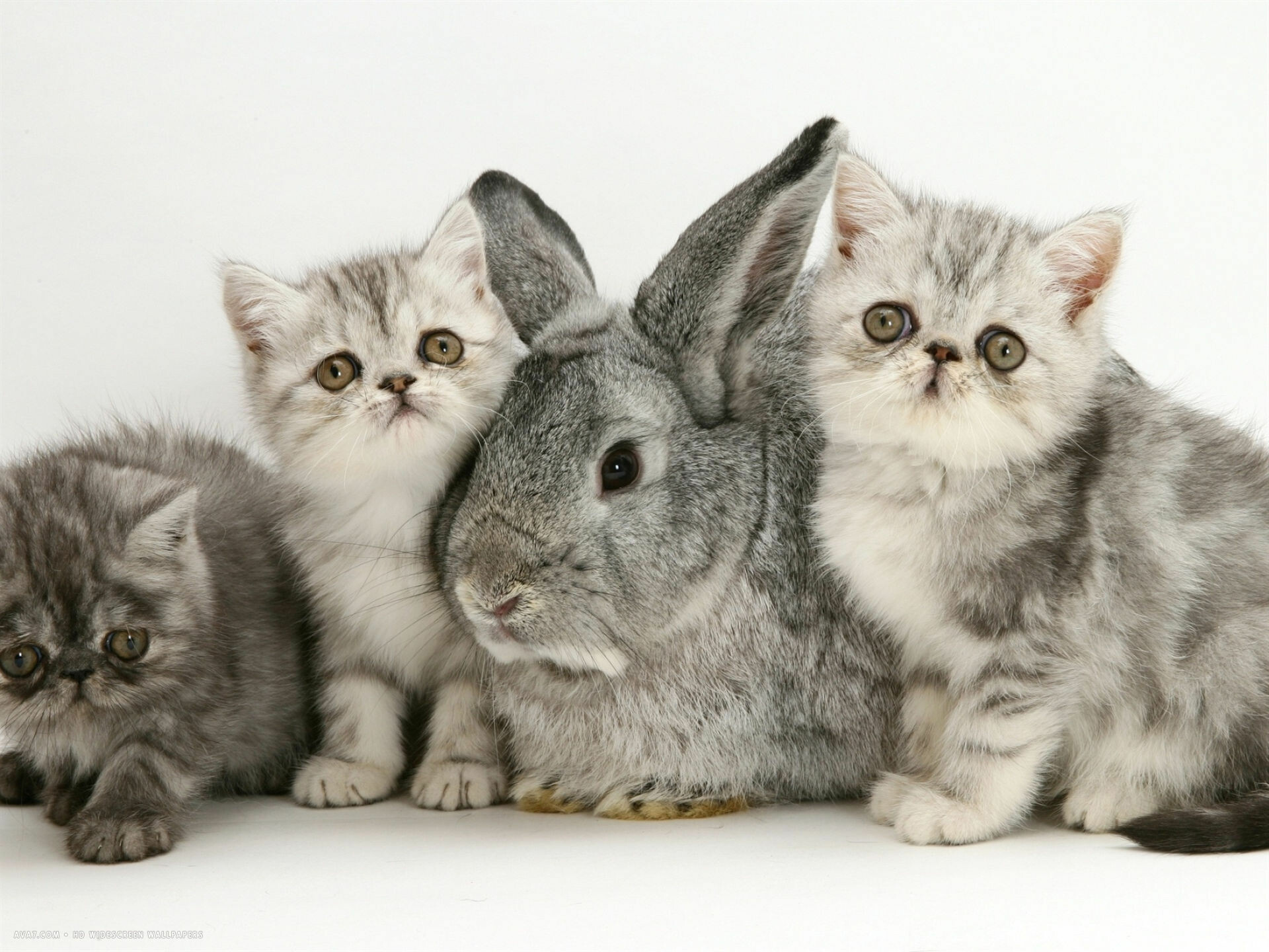 Exotic Shorthair Cat Wallpaper 16