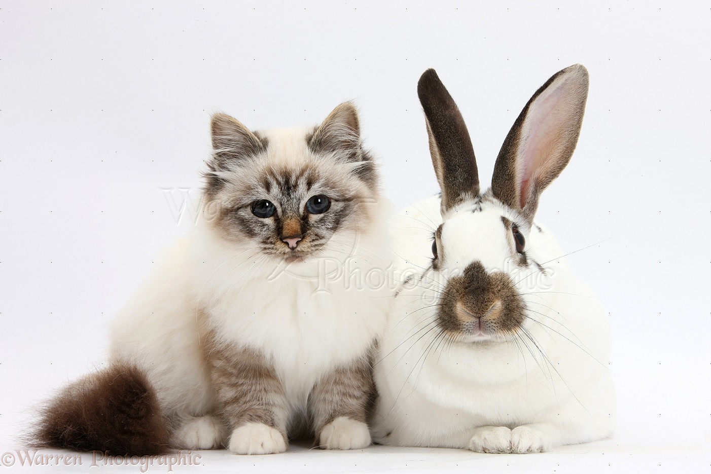 Pets: Tabby Point Birman Cat And Brown