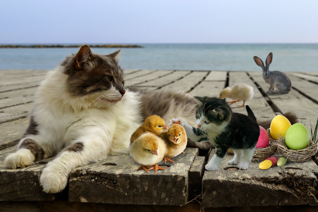 Cat Eggs Chicks Bunny