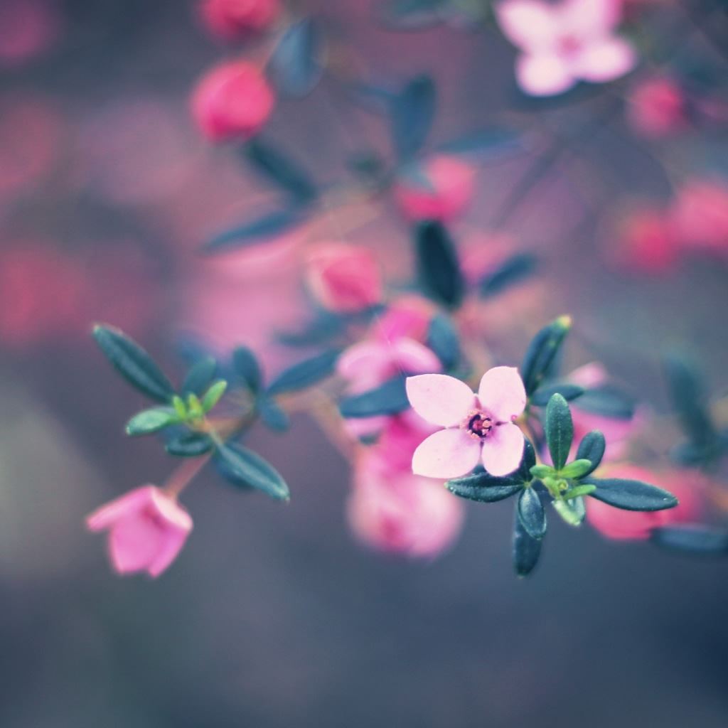 Four Petals Flower iPad Wallpaper Free