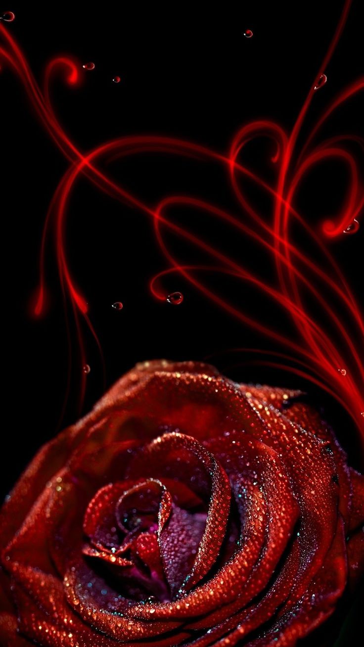 Rose Of Wallpaper For Mobile