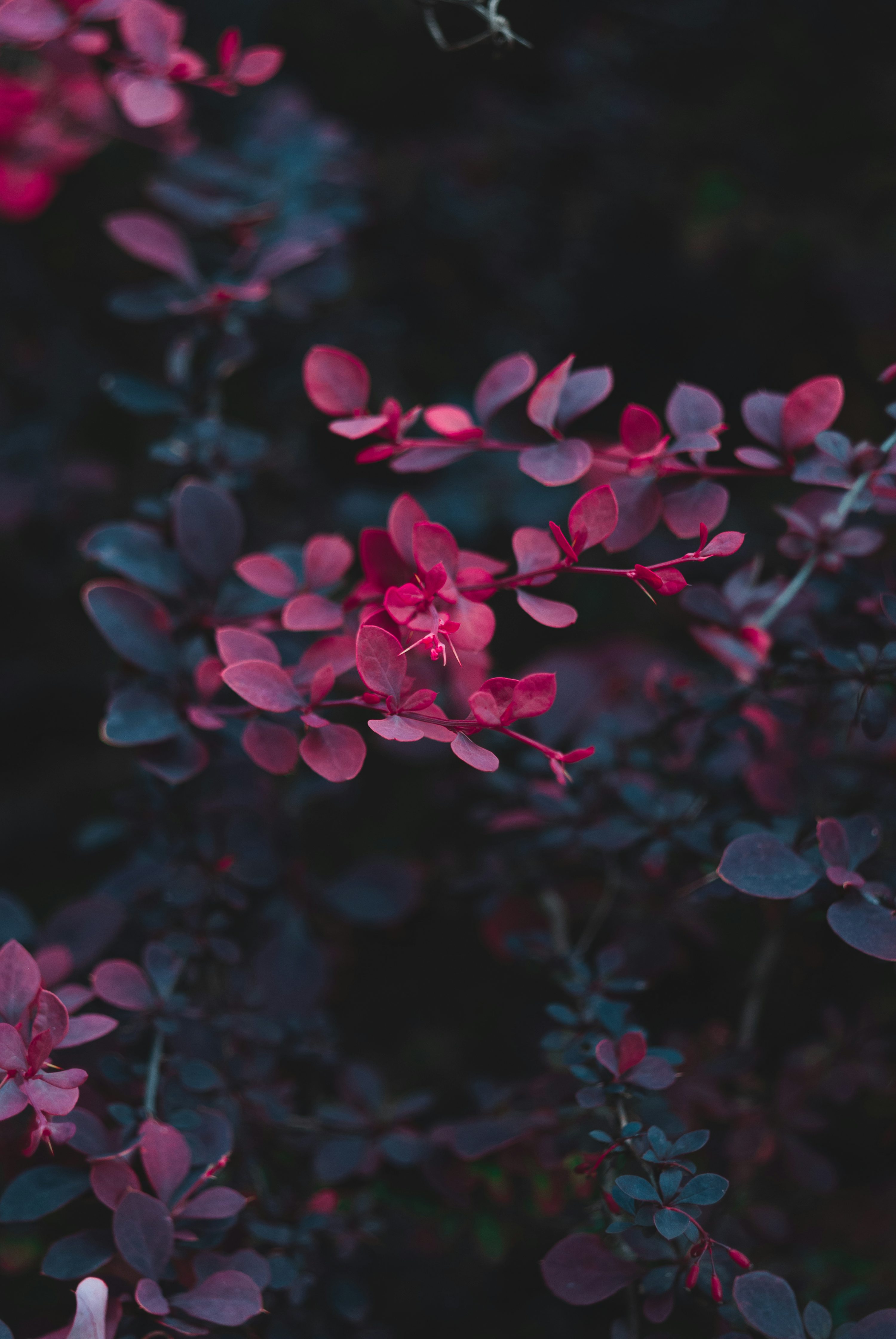 Dark Flower Picture. Download