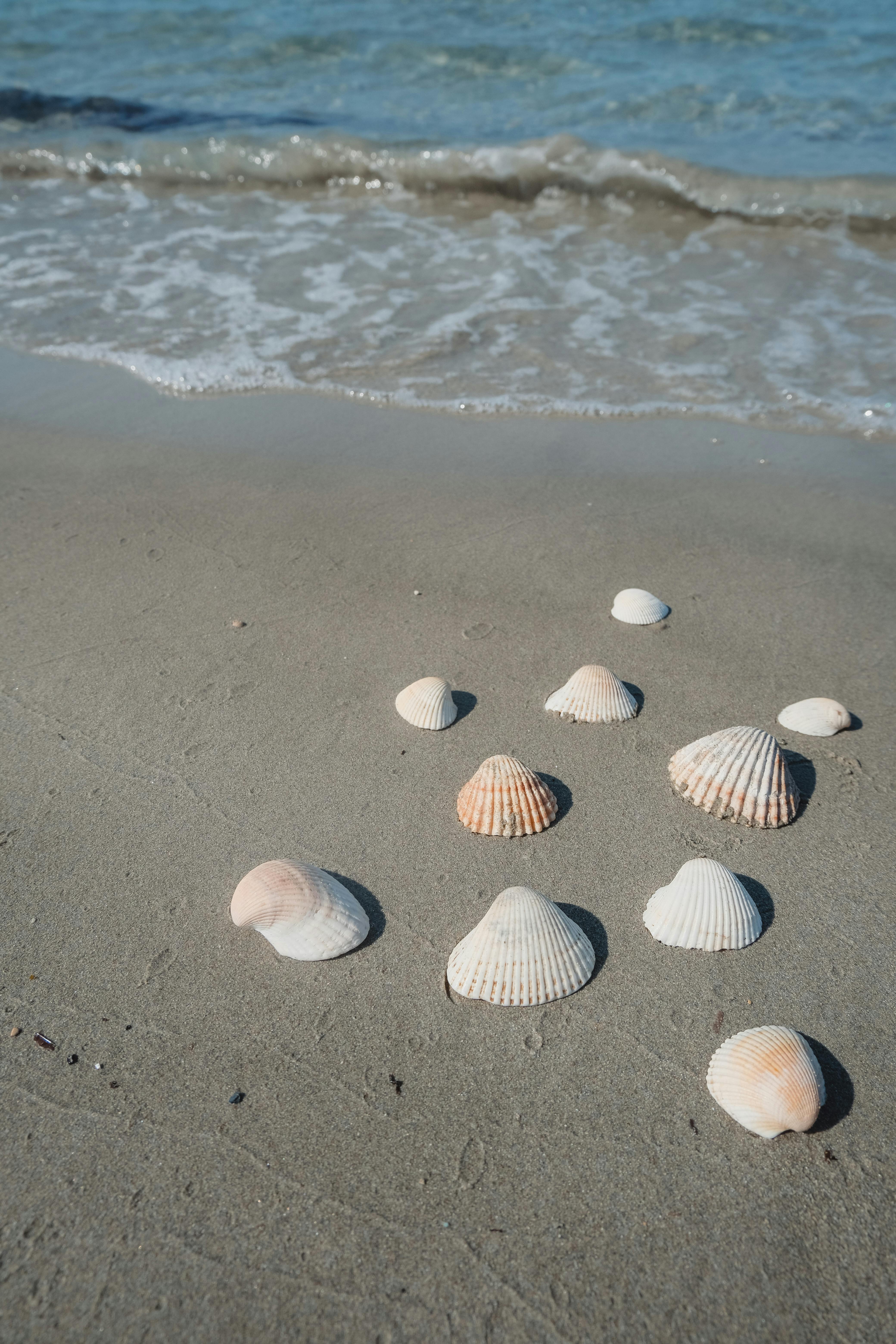 Seashells on the Beach · Free