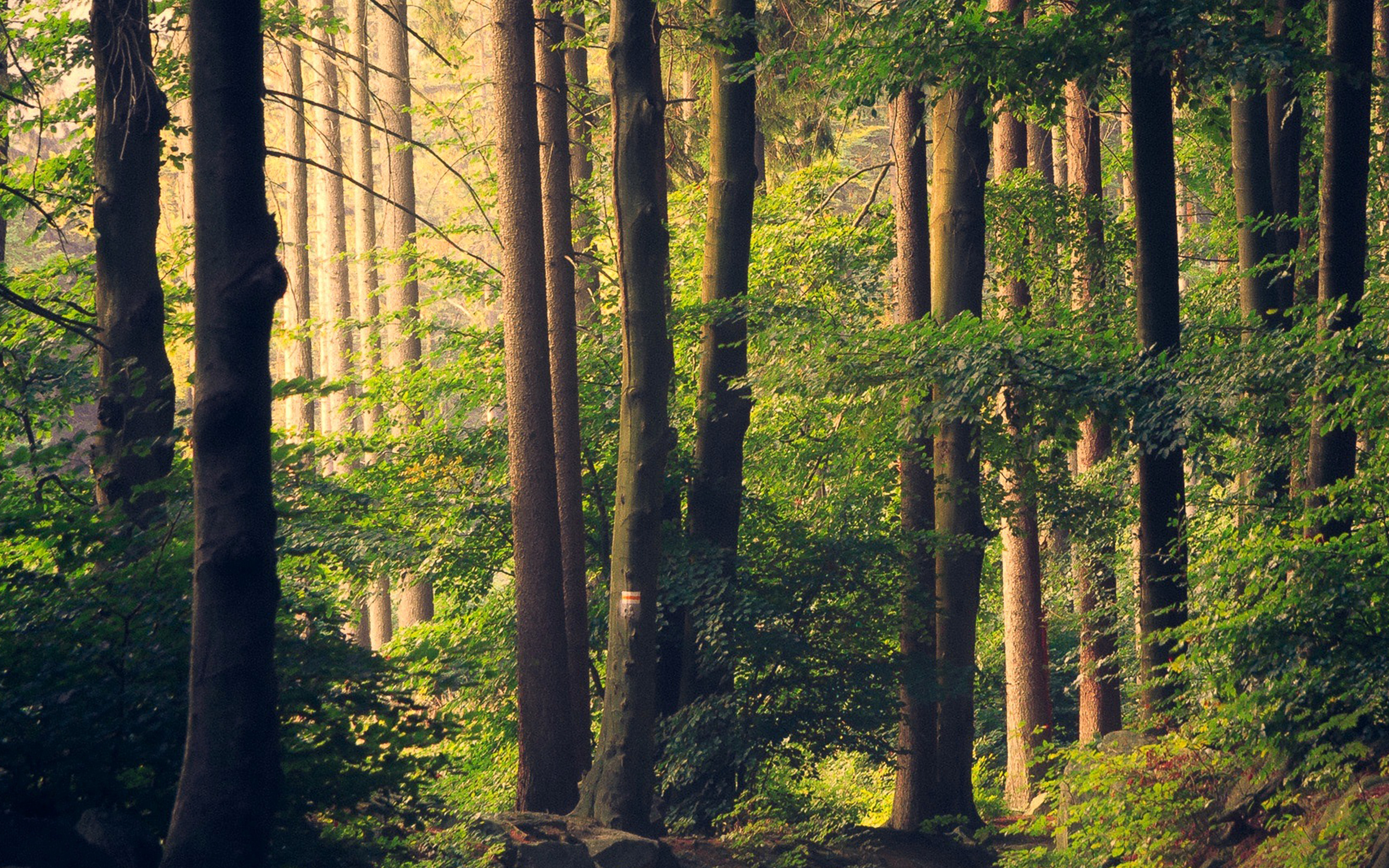 Nature Wood Forest Sunshine Mountain