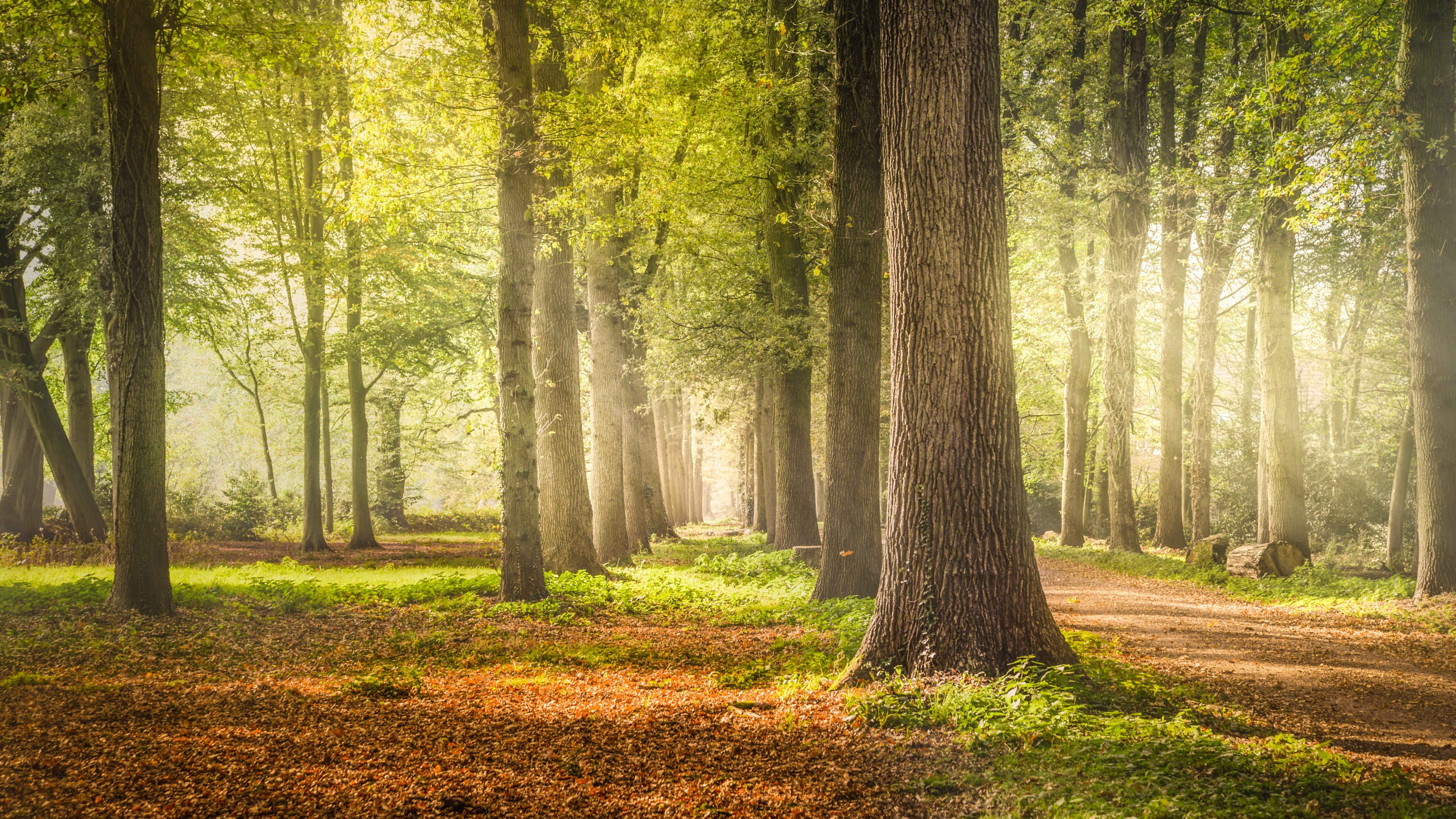 Woodland Wallpaper 4K, Forest Trees
