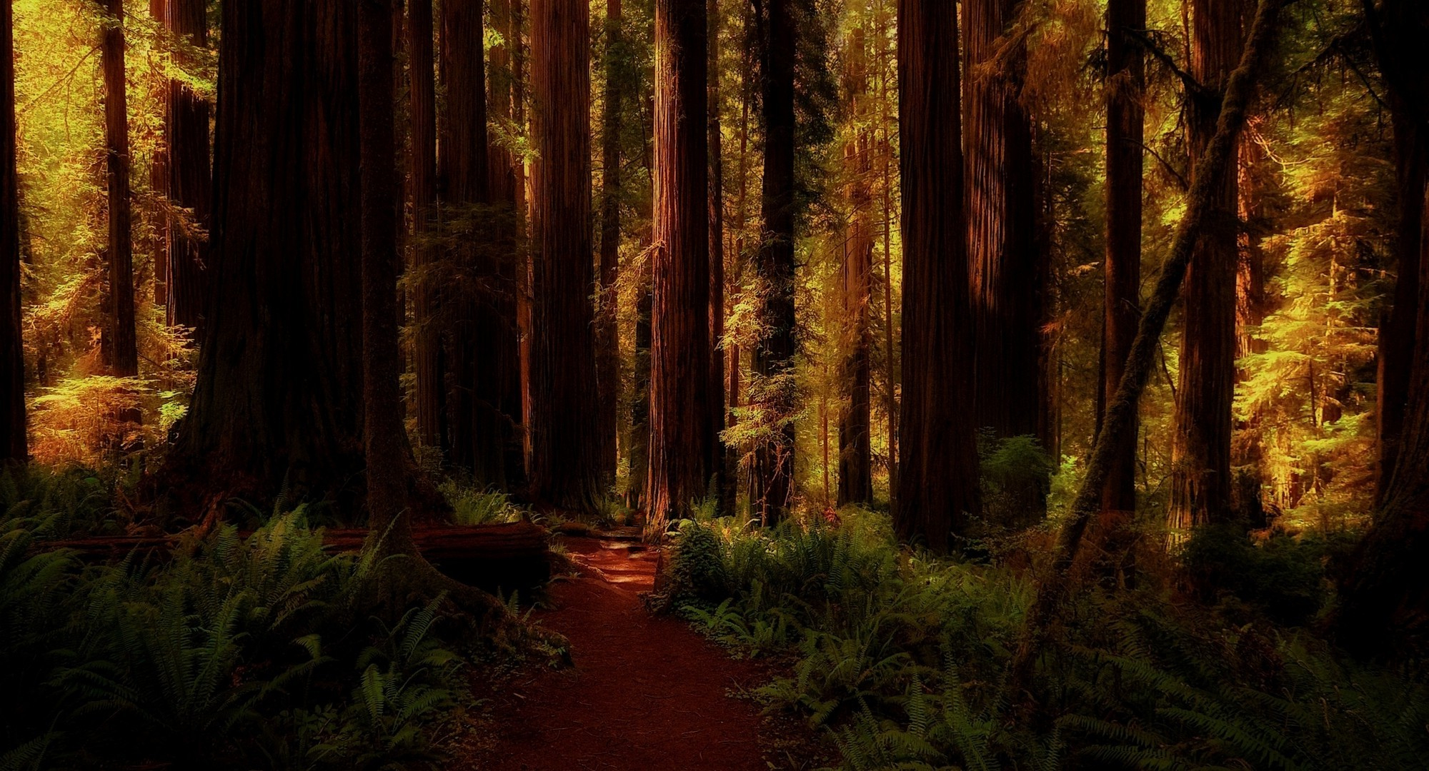 Dark Redwood Nature Forest HD Wallpaper