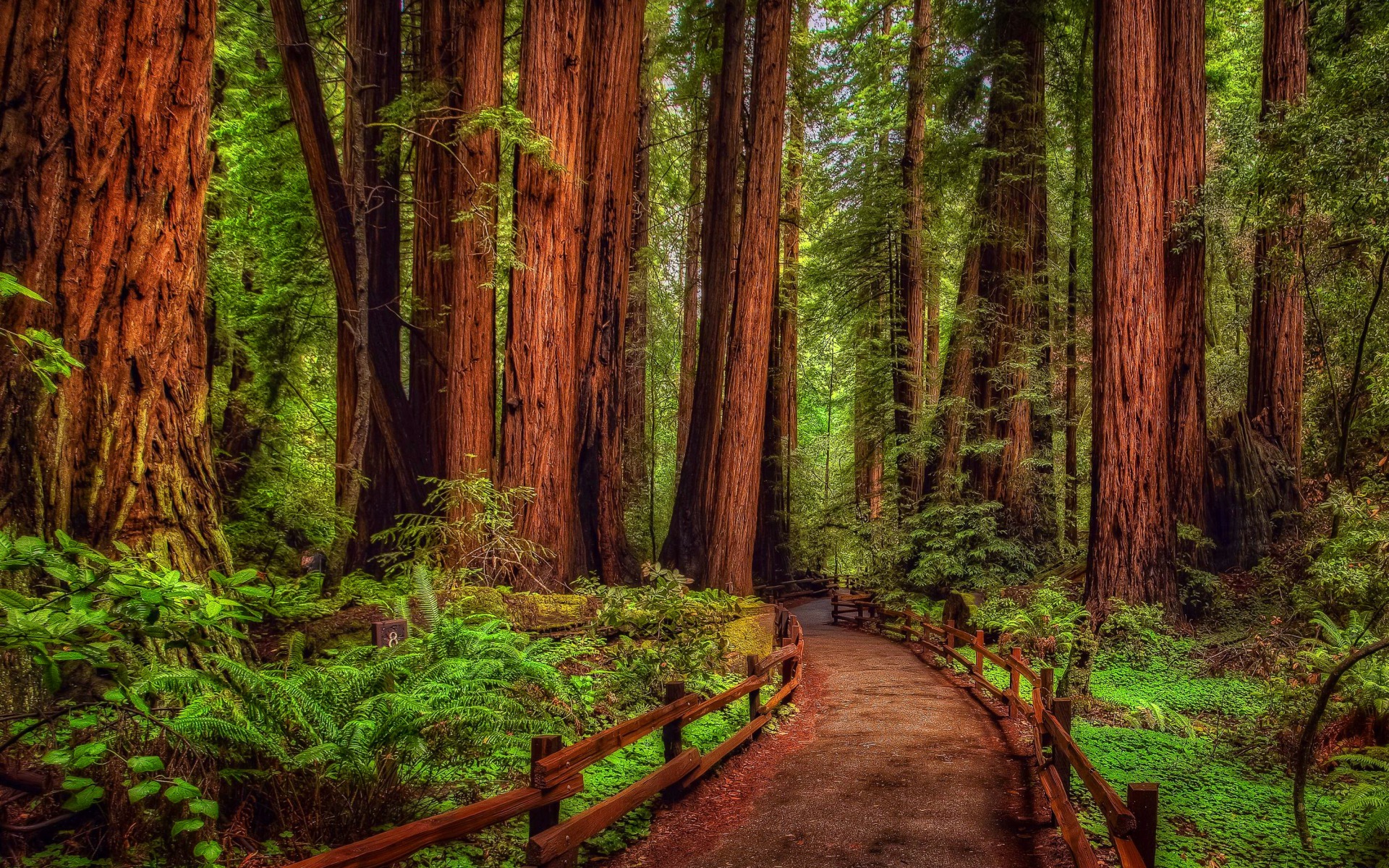 Forest Redwood Man Made Path HD Wallpaper