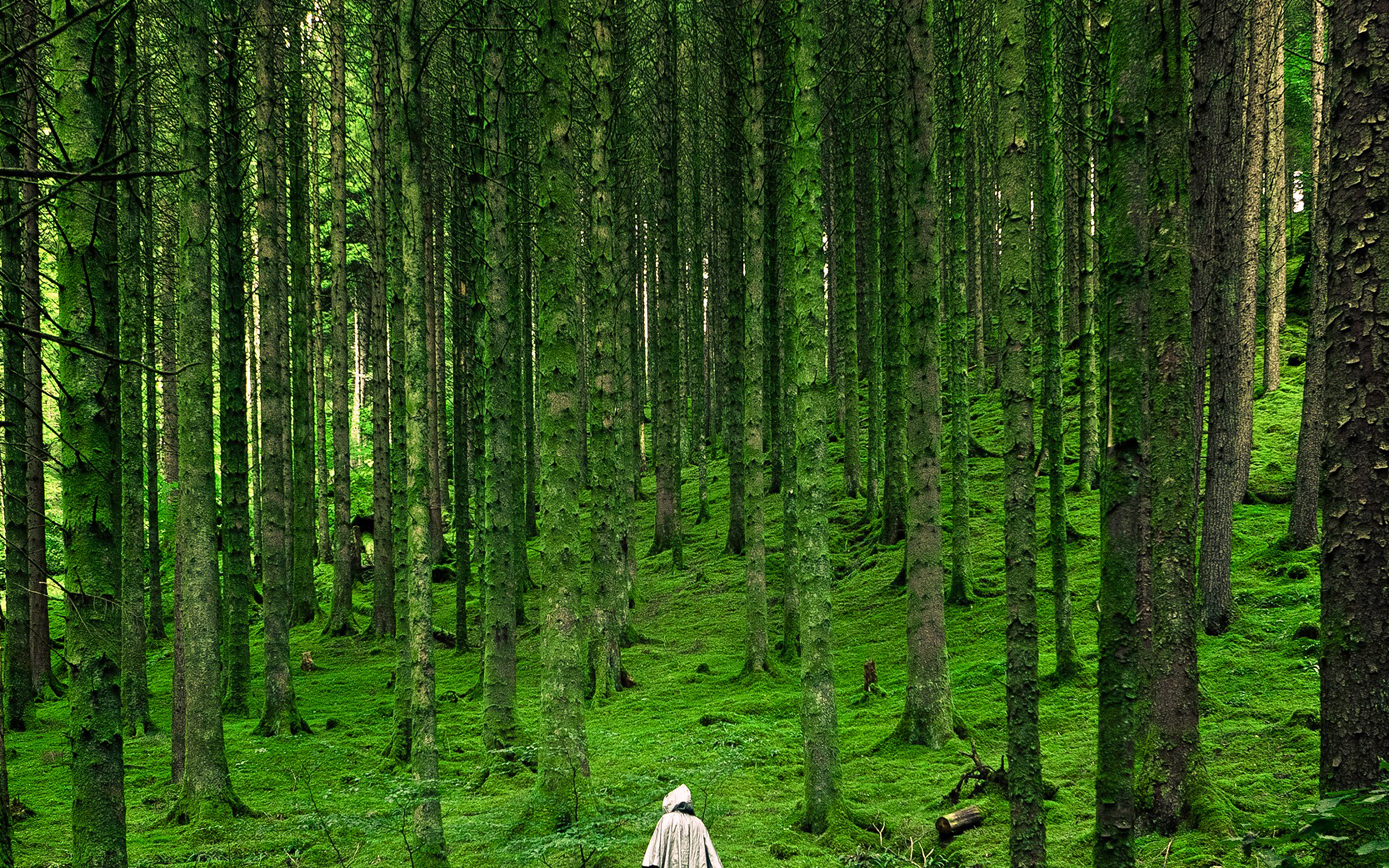 In Wood Forest Green Mountain Nature