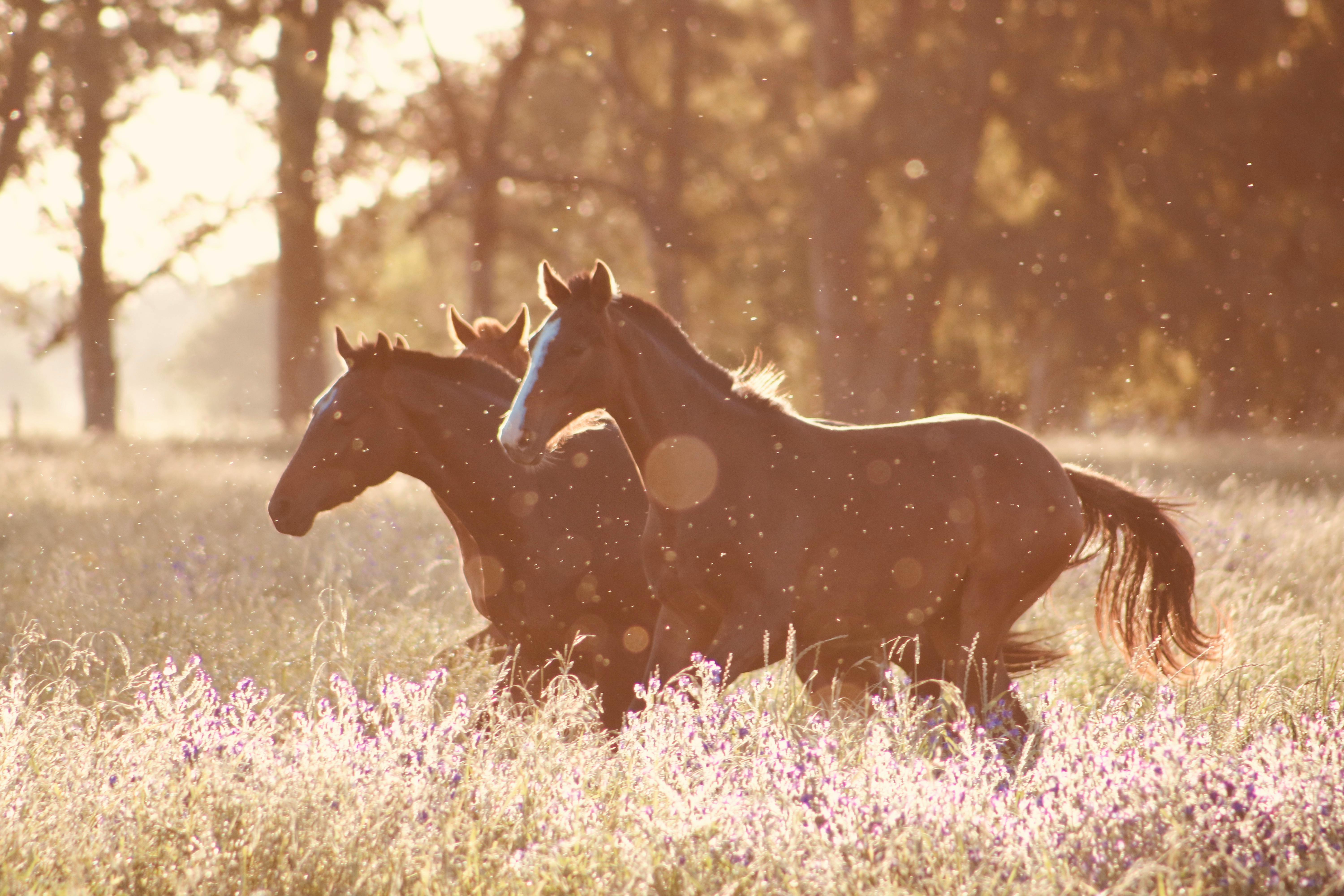 Horses Running Photo, Download