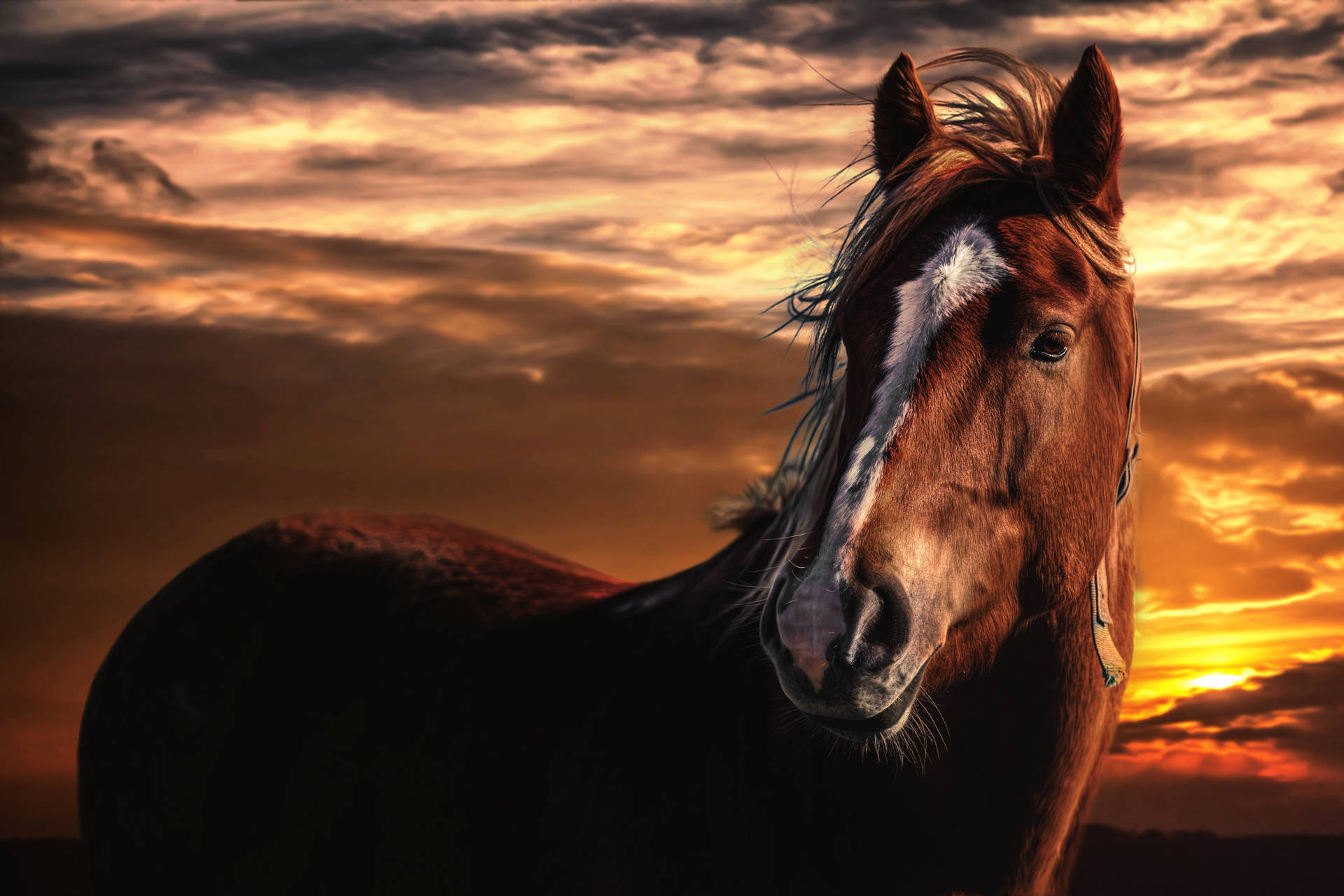 HD Horse Wallpaper