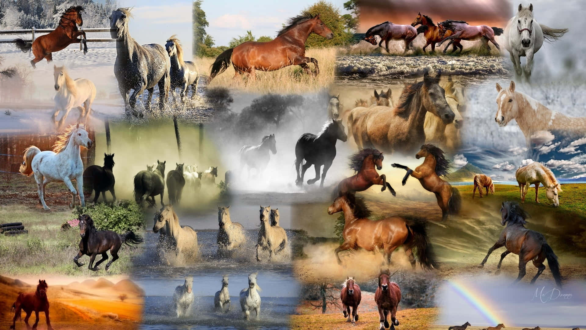 Horse Collage Wallpaper
