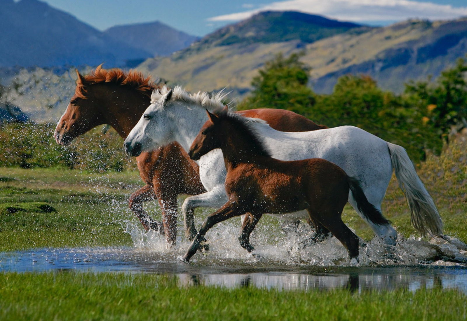 Majestic Horses Running: An HD