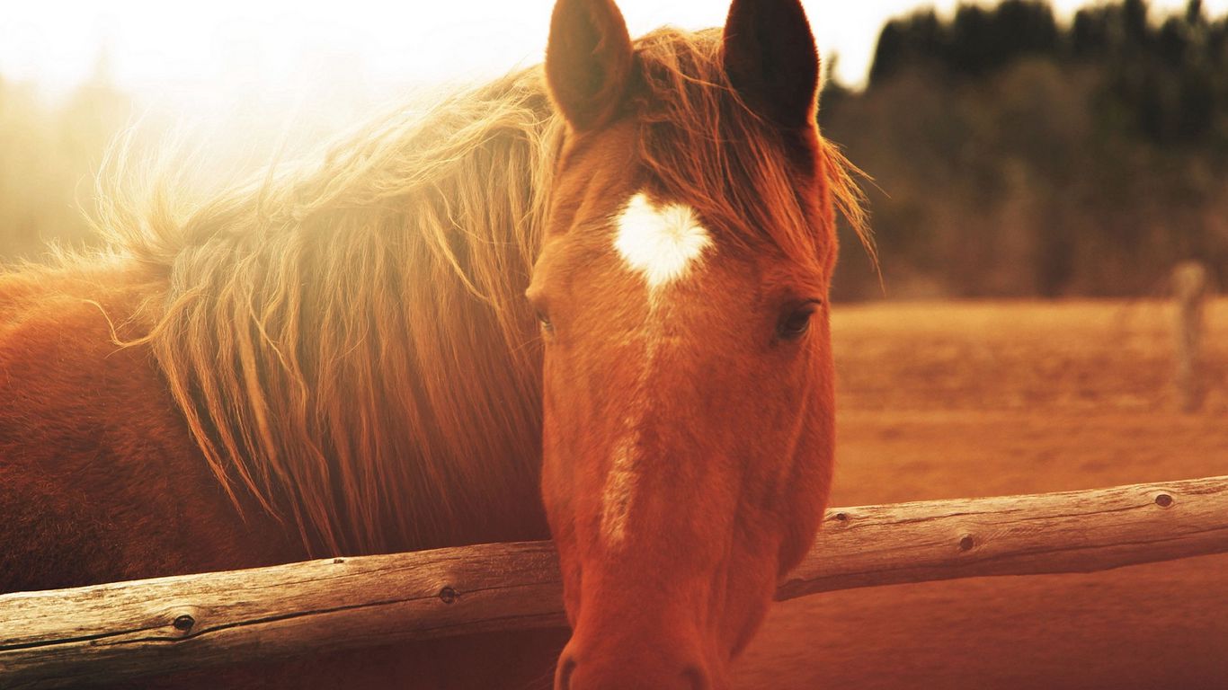 Download wallpaper 1366x768 horse, face
