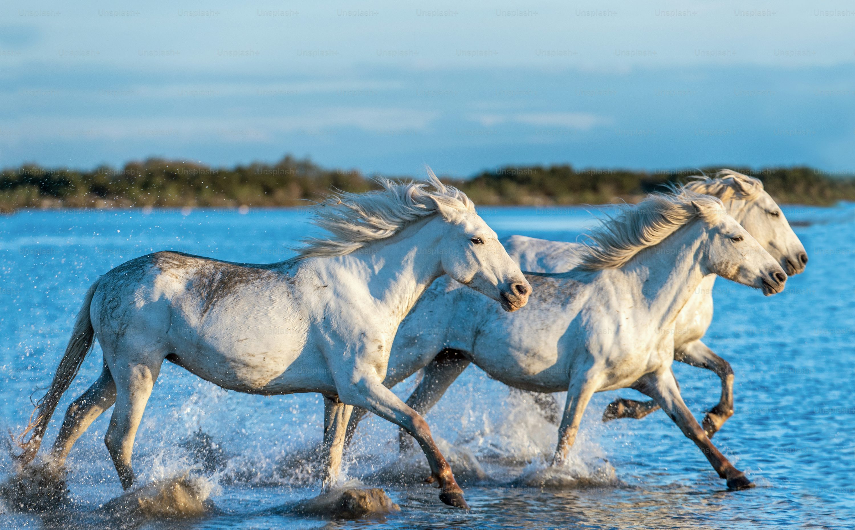 Running Horse Picture HD