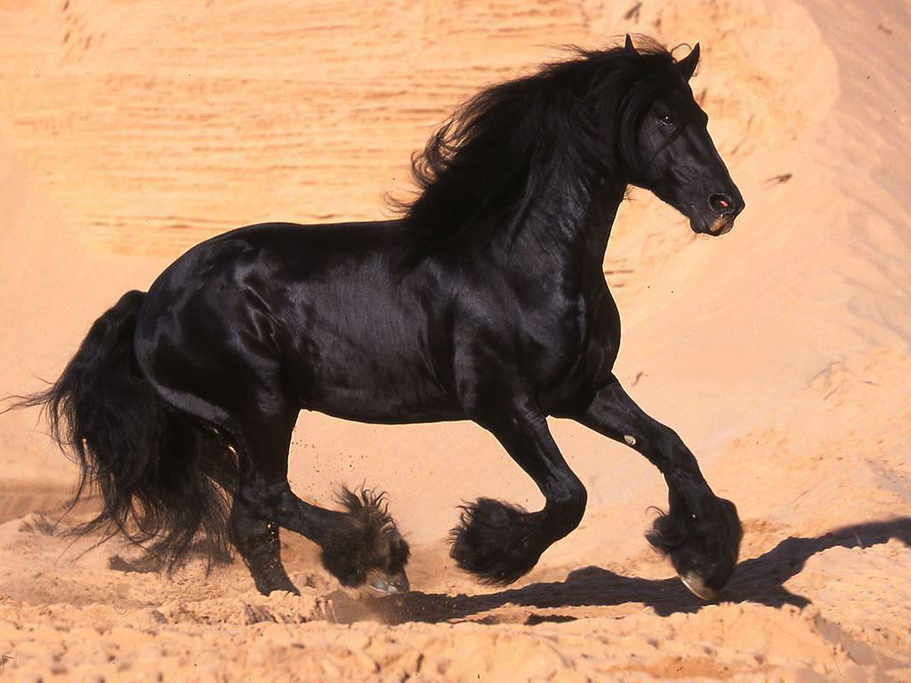 Beautiful Black Horse Wallpaper
