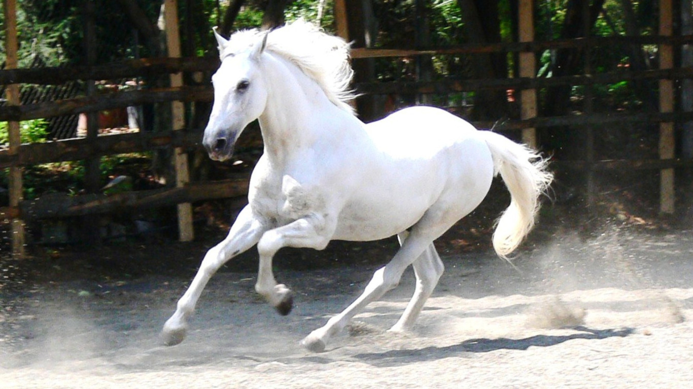 Beautiful White Horse Wallpaper 07660