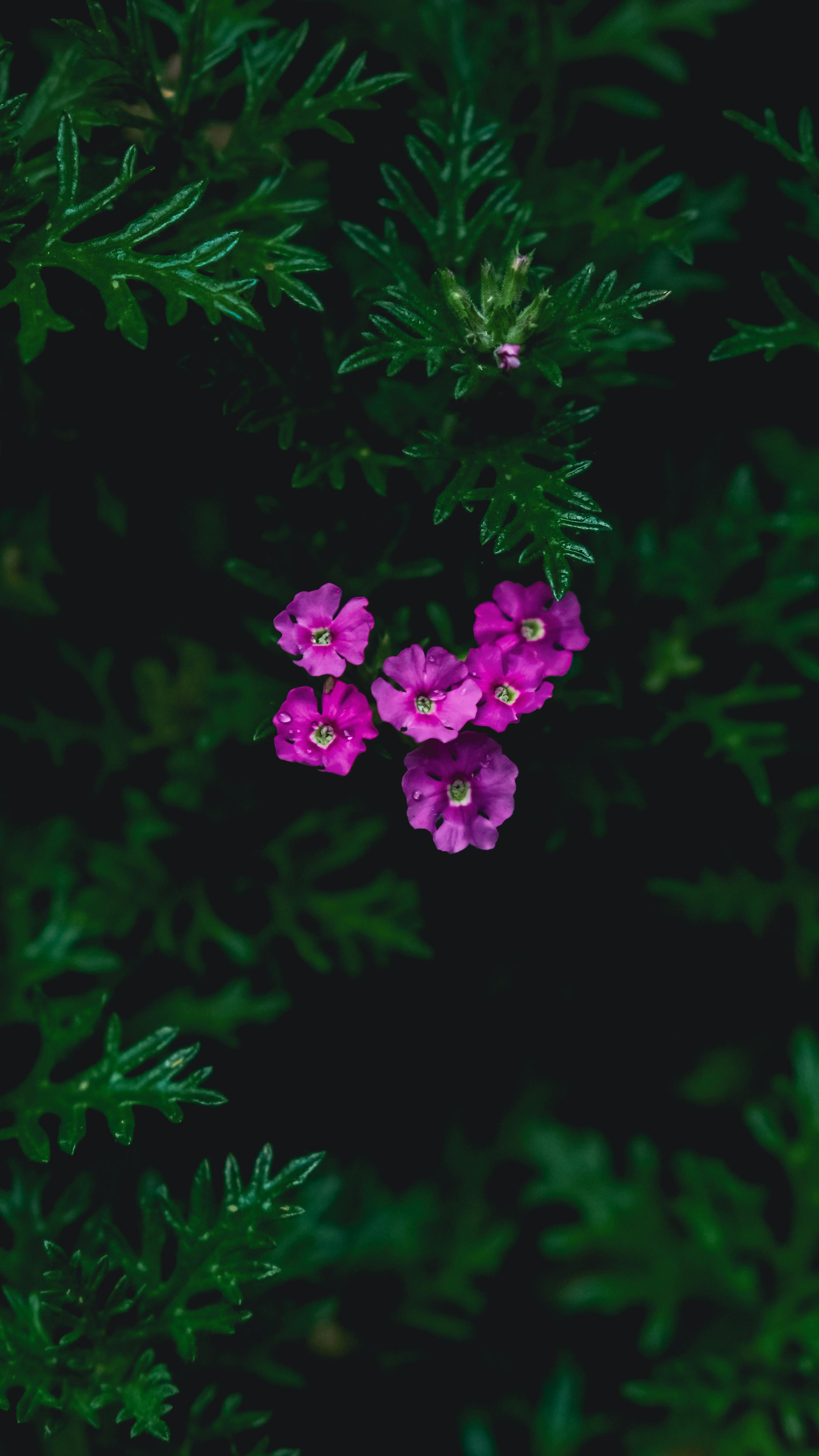Pink Flowers and Green Leaves · Free