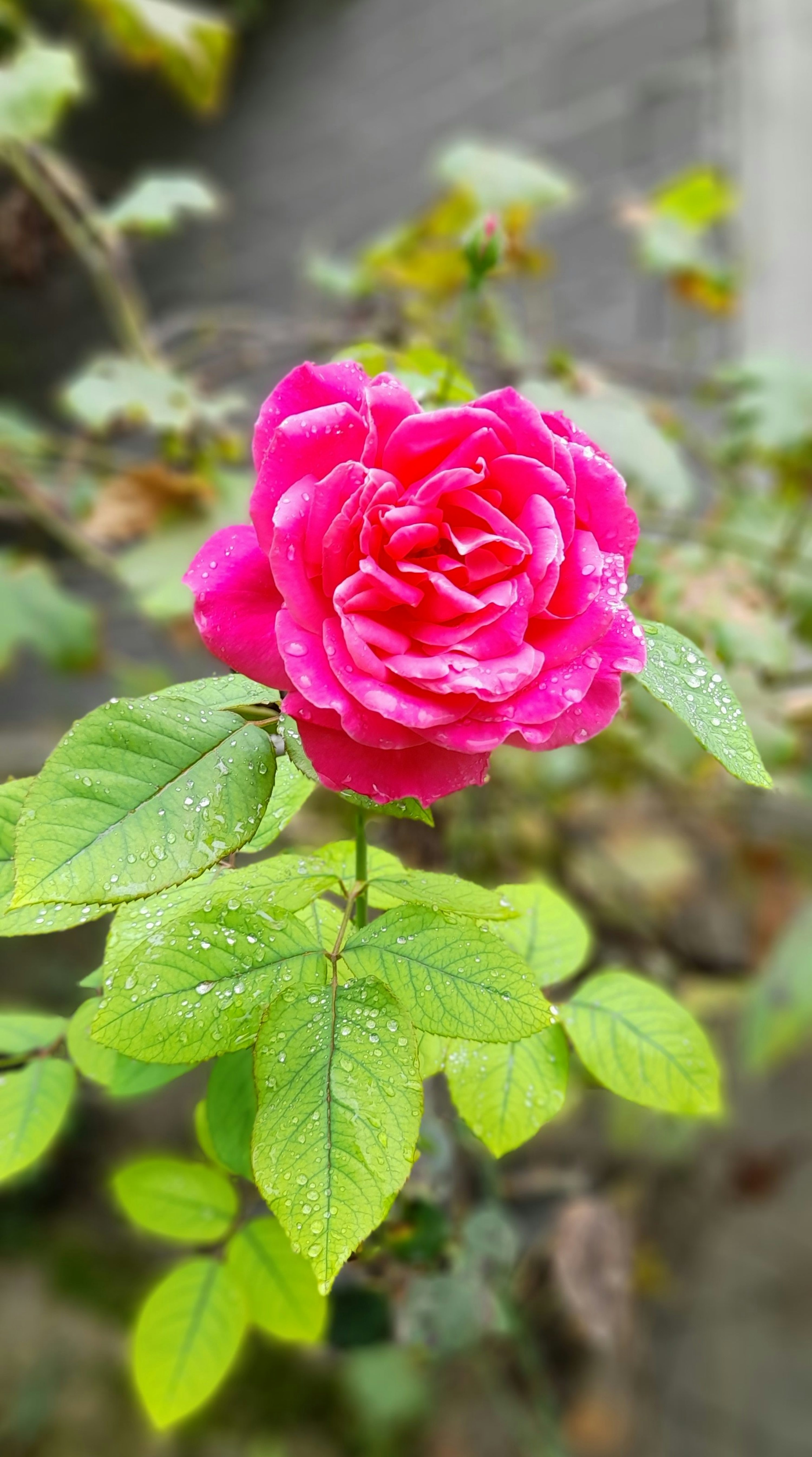Pink Rose Flower Picture. Download