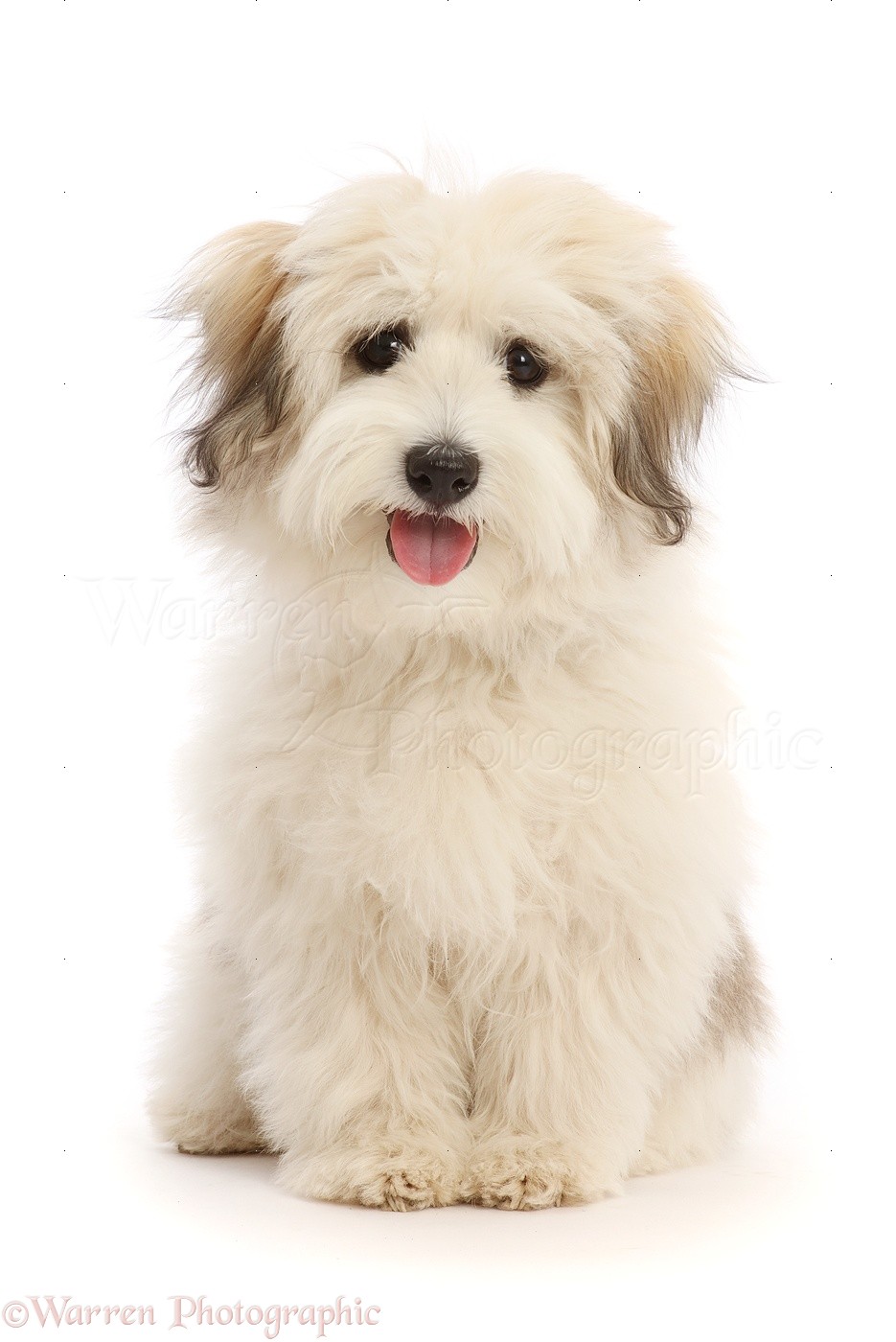 Dog: Coton de Tulear puppy, 5 months