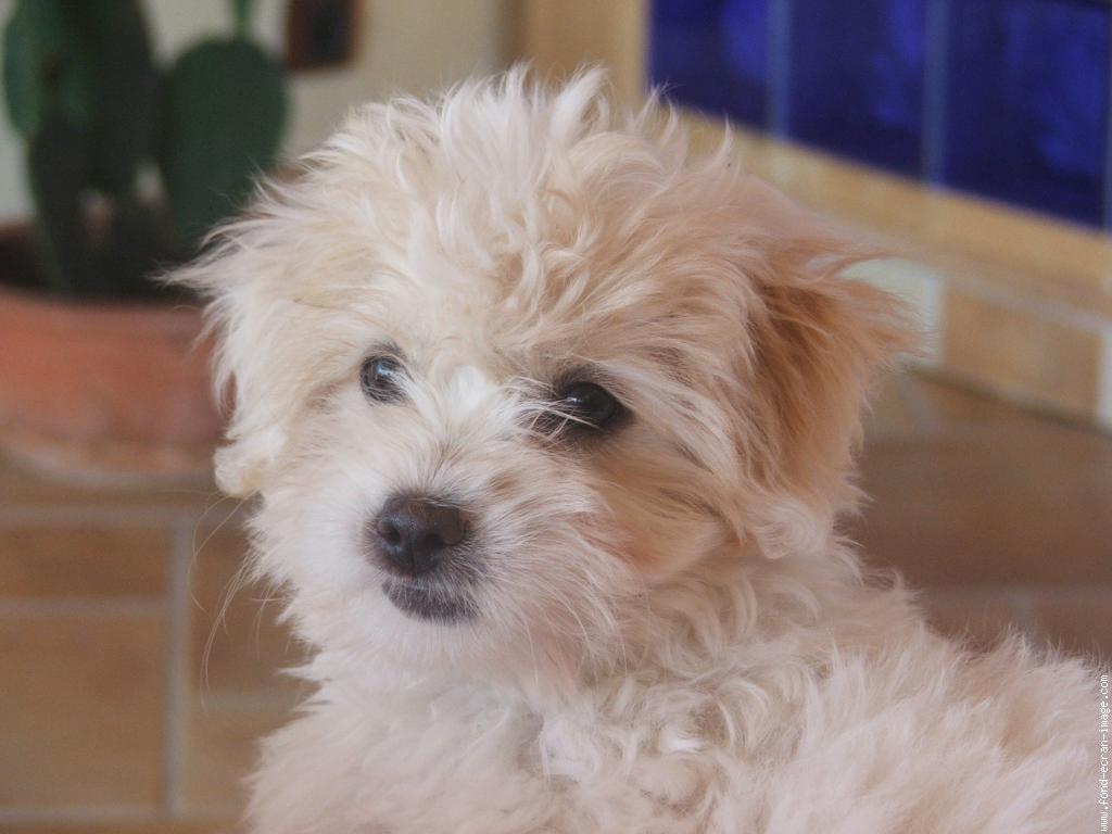 Coton de Tulear photo and wallpaper