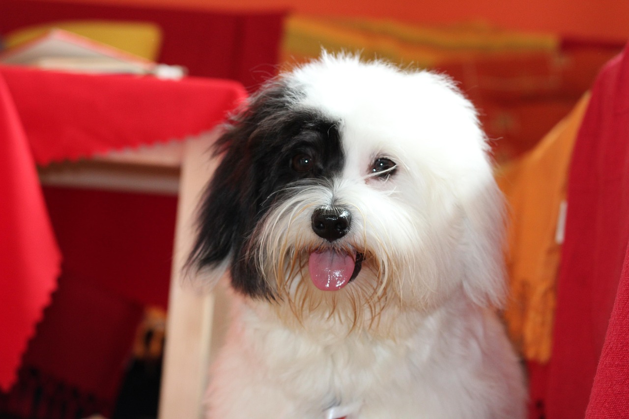 Coton De Tulear Dog Puppy White