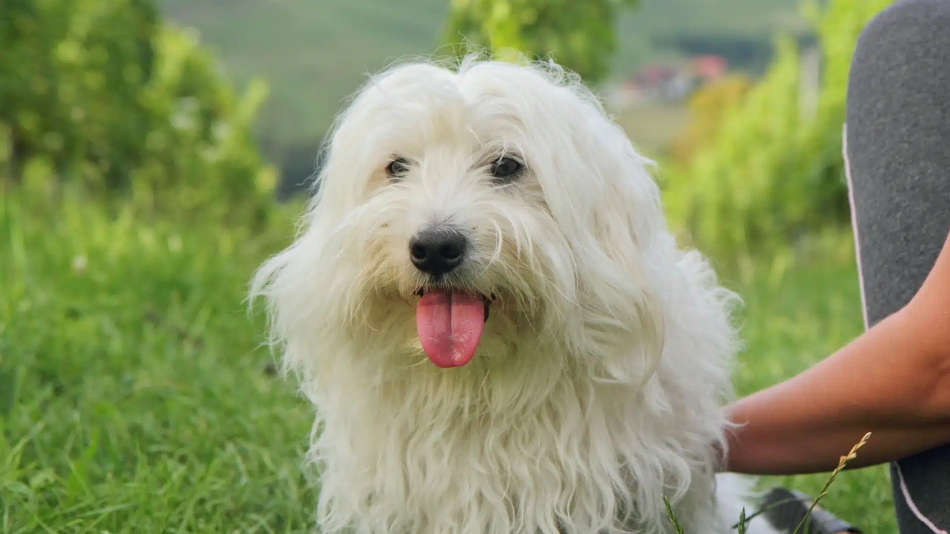 Coton De Tulear Dog Breed Guide: Facts