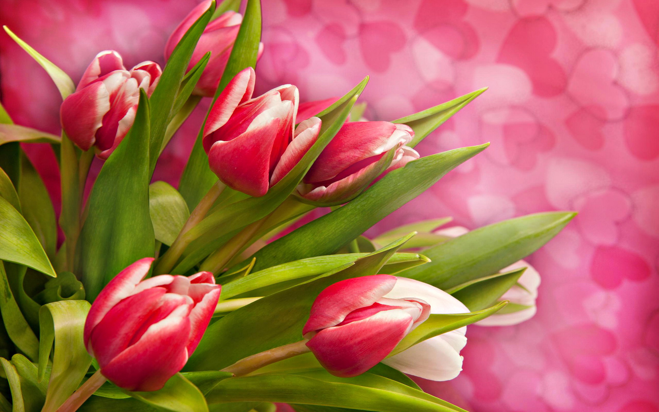 Picture tulip Flowers 2240x1400