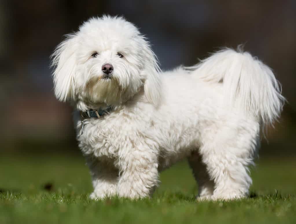 Coton de Tulear Dog Breed Complete