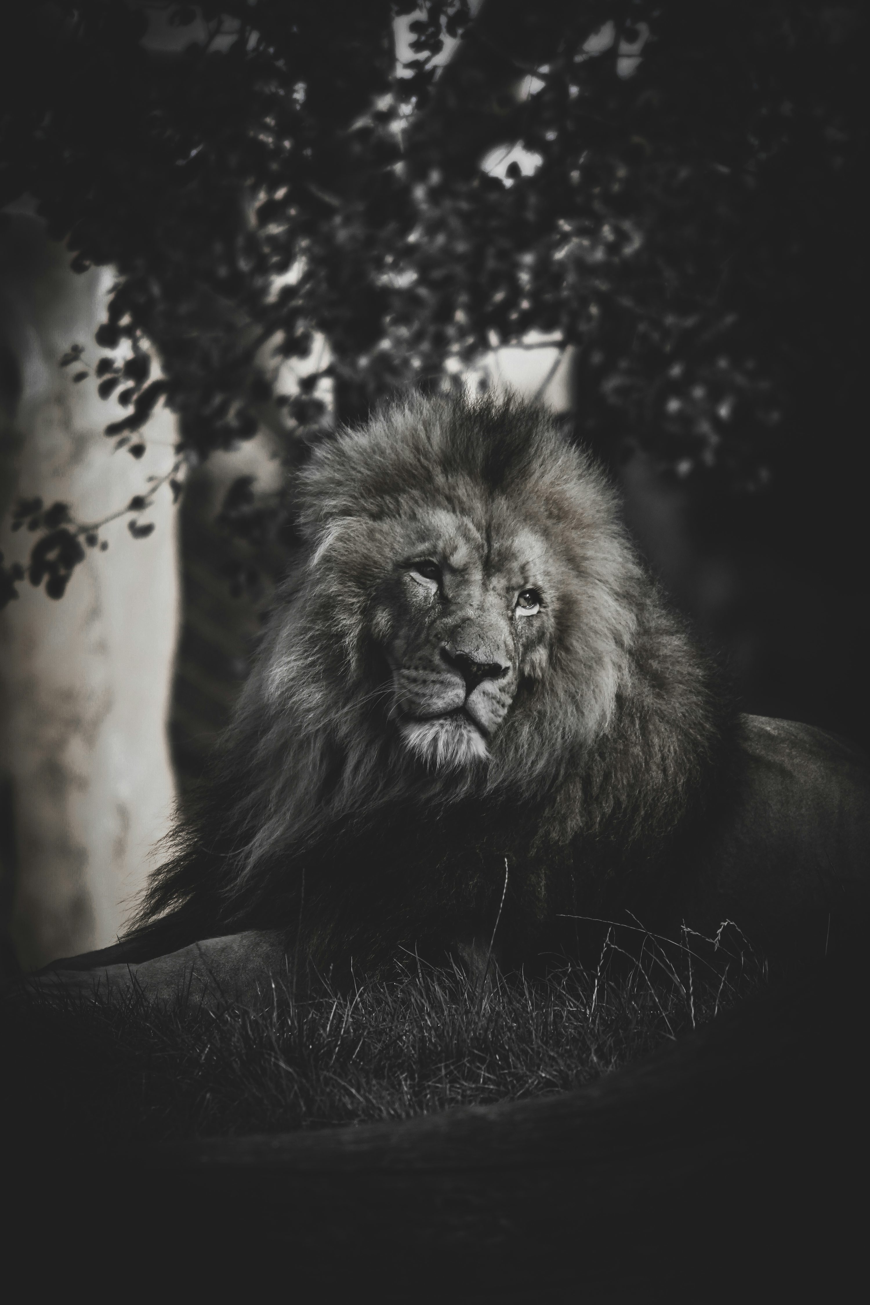The Black Lion Picture [HD]. Download Free Image