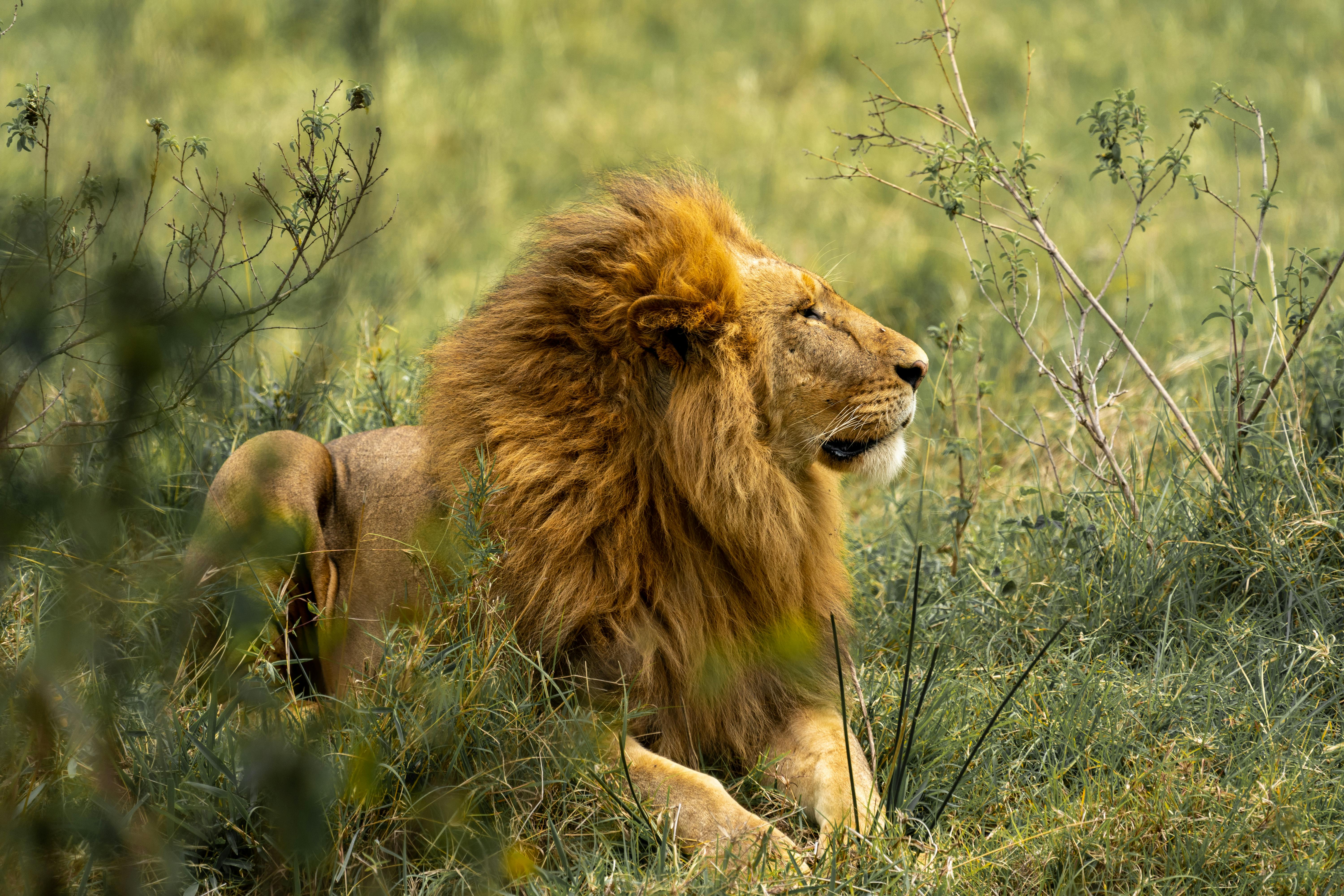 African Lion Photo, Download The BEST
