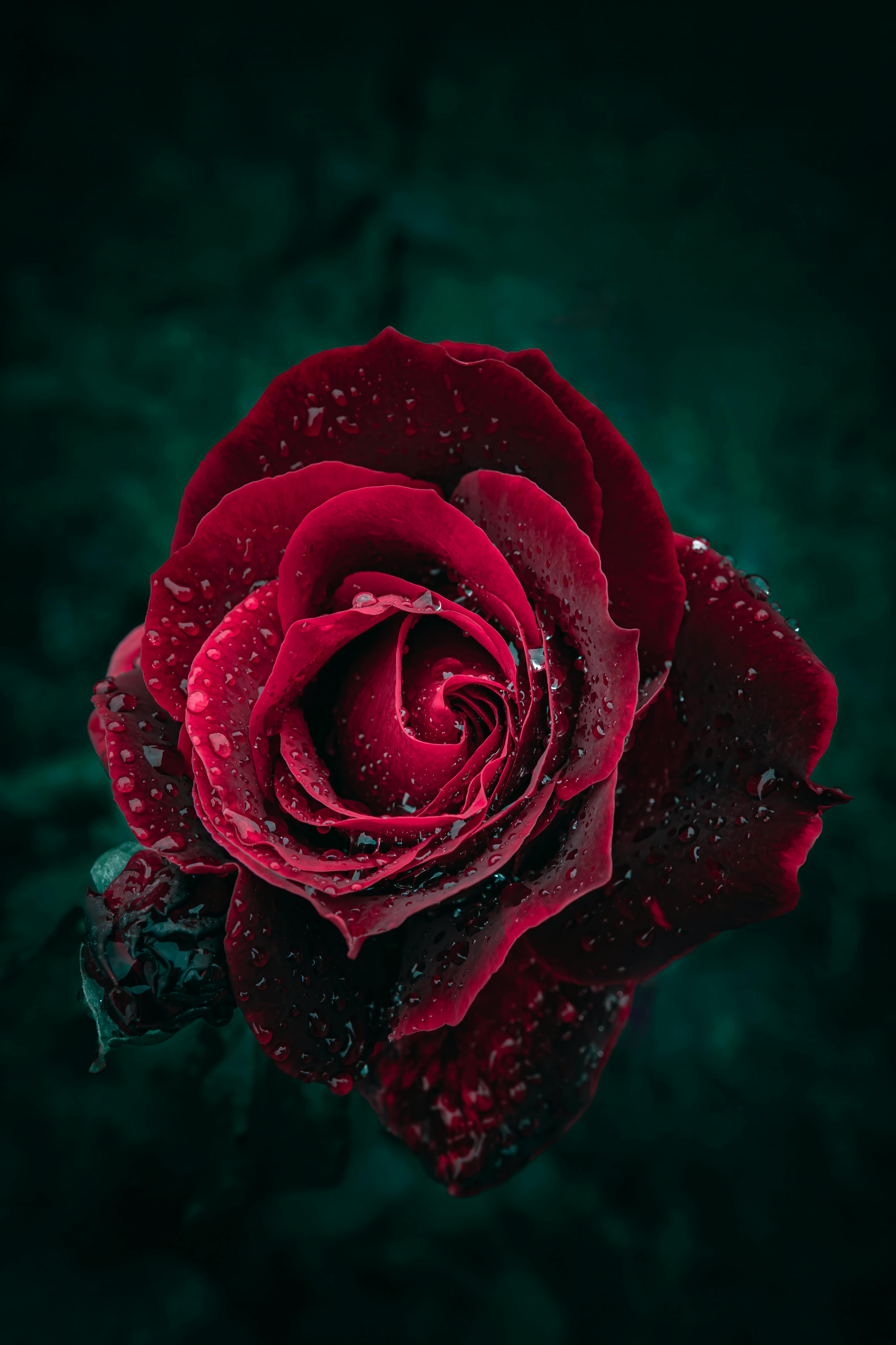 Dark Red Rose Photo, Download The BEST
