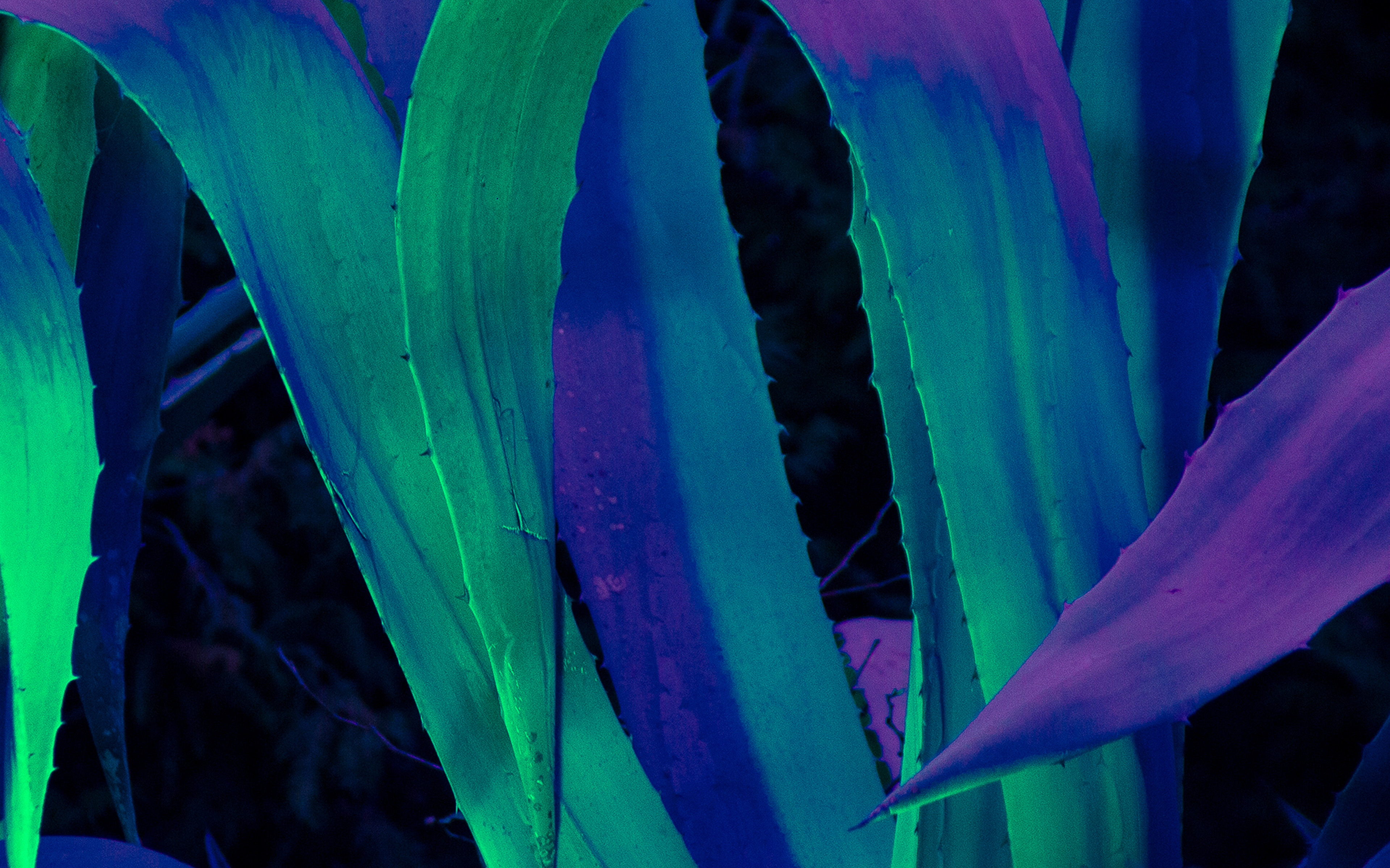Leaf Blue Purple Green Flower